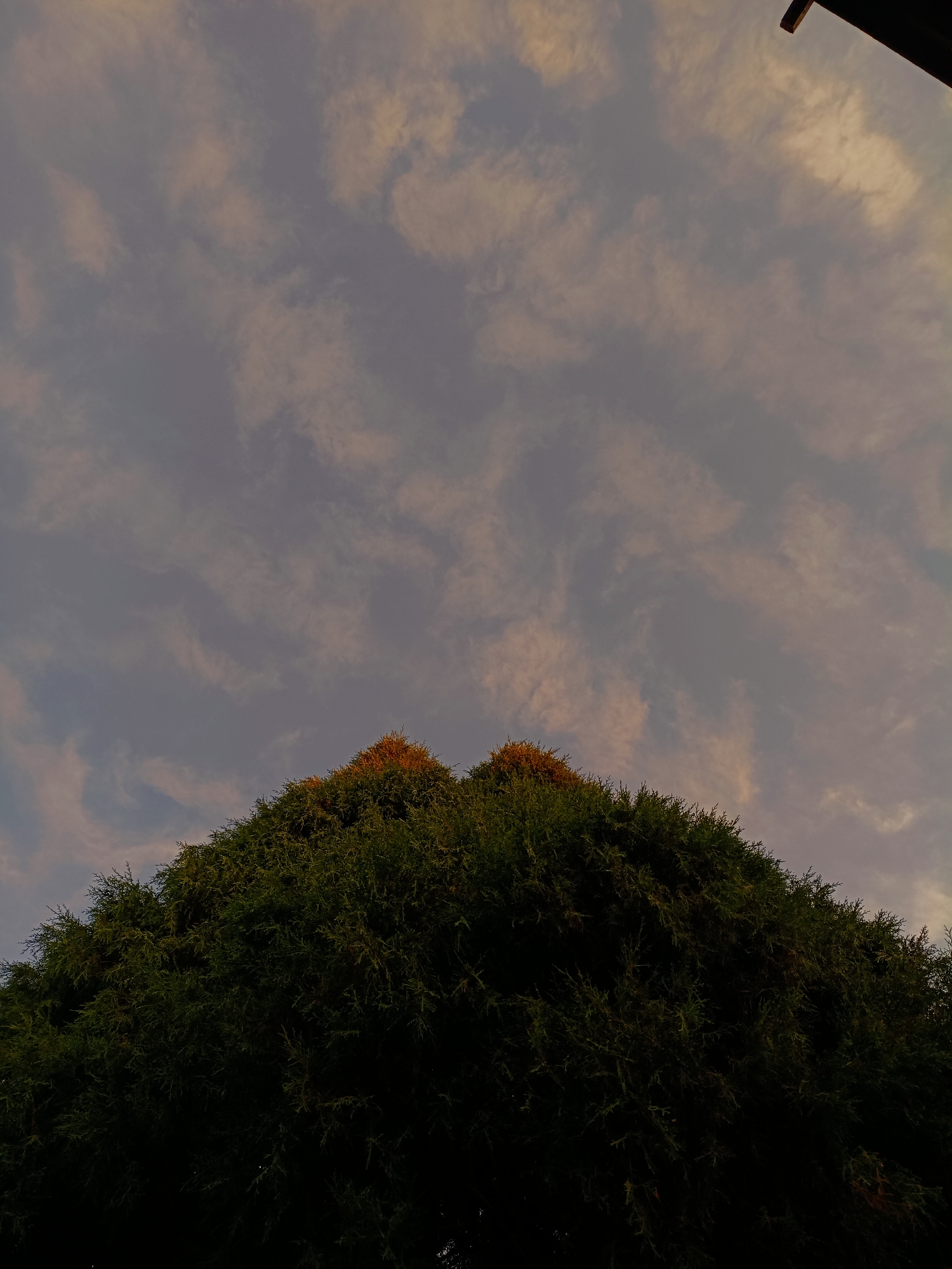 A low-angle, outdoor, vertical shot captures the top of a dark green conifer tree against a dusky sky. The tree fills the bottom two-thirds of the frame, its dense foliage silhouetted and appearing almost black. The uppermost branches, however, catch a faint glow of orange and yellow, suggesting the last rays of sunlight. Above the tree, the sky is a soft, muted gray with streaks of lighter clouds, some tinged with a pale orange hue. The texture of the clouds is wispy and elongated, creating a sense of movement. In the upper right corner, a dark, angular object, possibly part of a building or structure, juts into the frame from the top edge. The image appears to be taken in or around Tash-Dobo, Kyrgyzstan, during twilight.