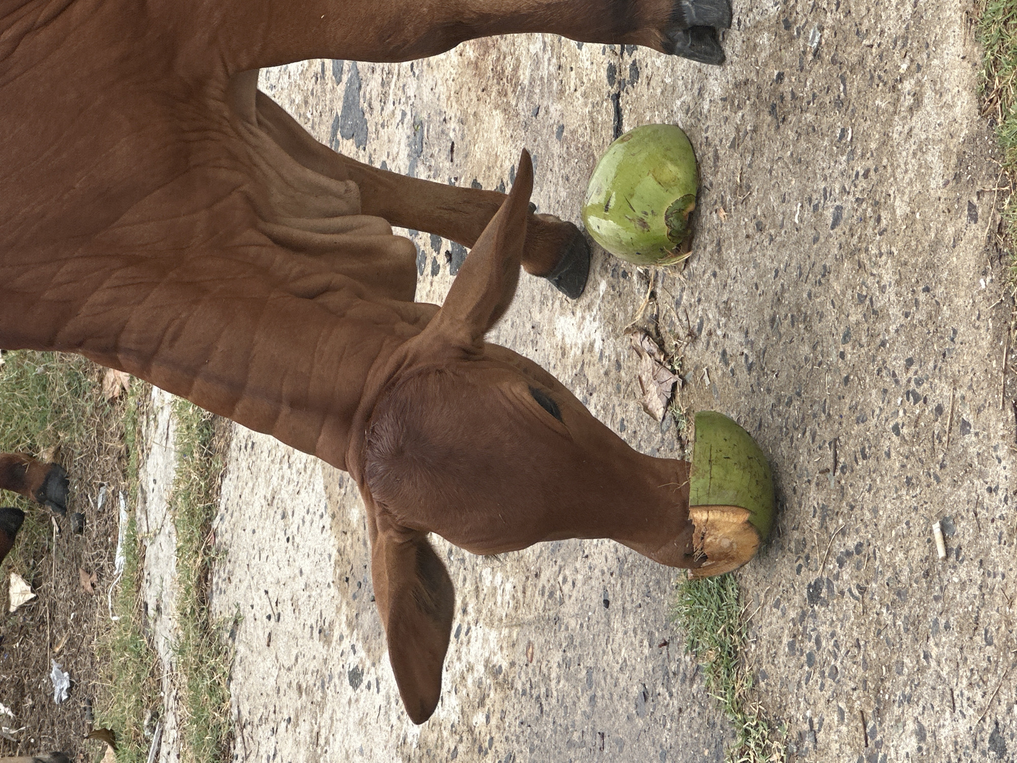 A light brown cow is eating the husk off of two green coconuts on a concrete surface with patches of grass. The location is Bac Nha Trang Ward, Vietnam.