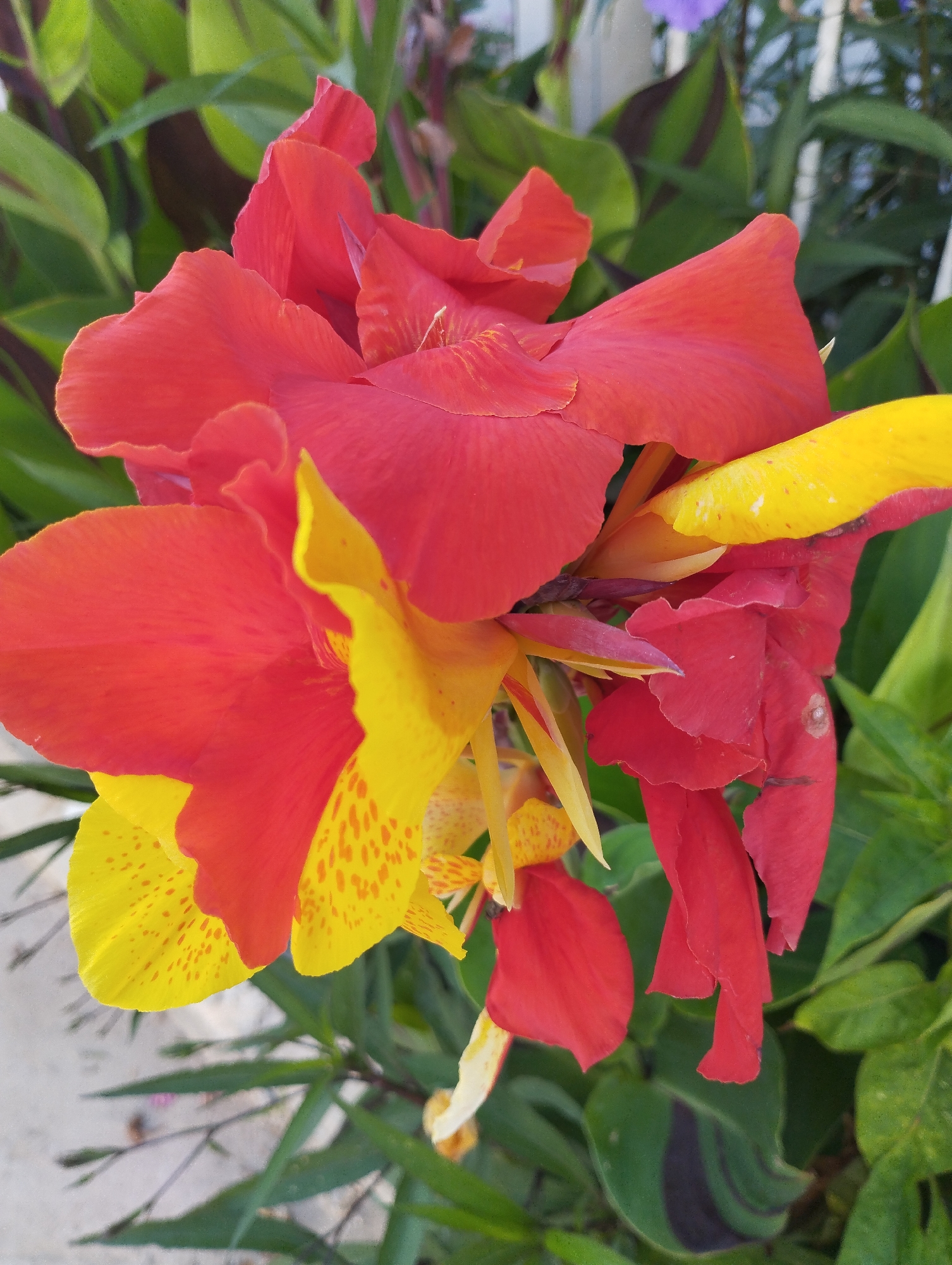 A cluster of bright red and yellow flowers with green foliage in the background is captured in a close-up, overhead shot. The petals of the flowers are large and slightly crinkled, with some showing speckles of orange. The background consists of out-of-focus green leaves and some hints of a white fence and a purple flower in the upper right corner. The lighting is natural, and the overall impression is one of vibrant, blooming nature. The scene appears to be outdoors, possibly in a garden or park.