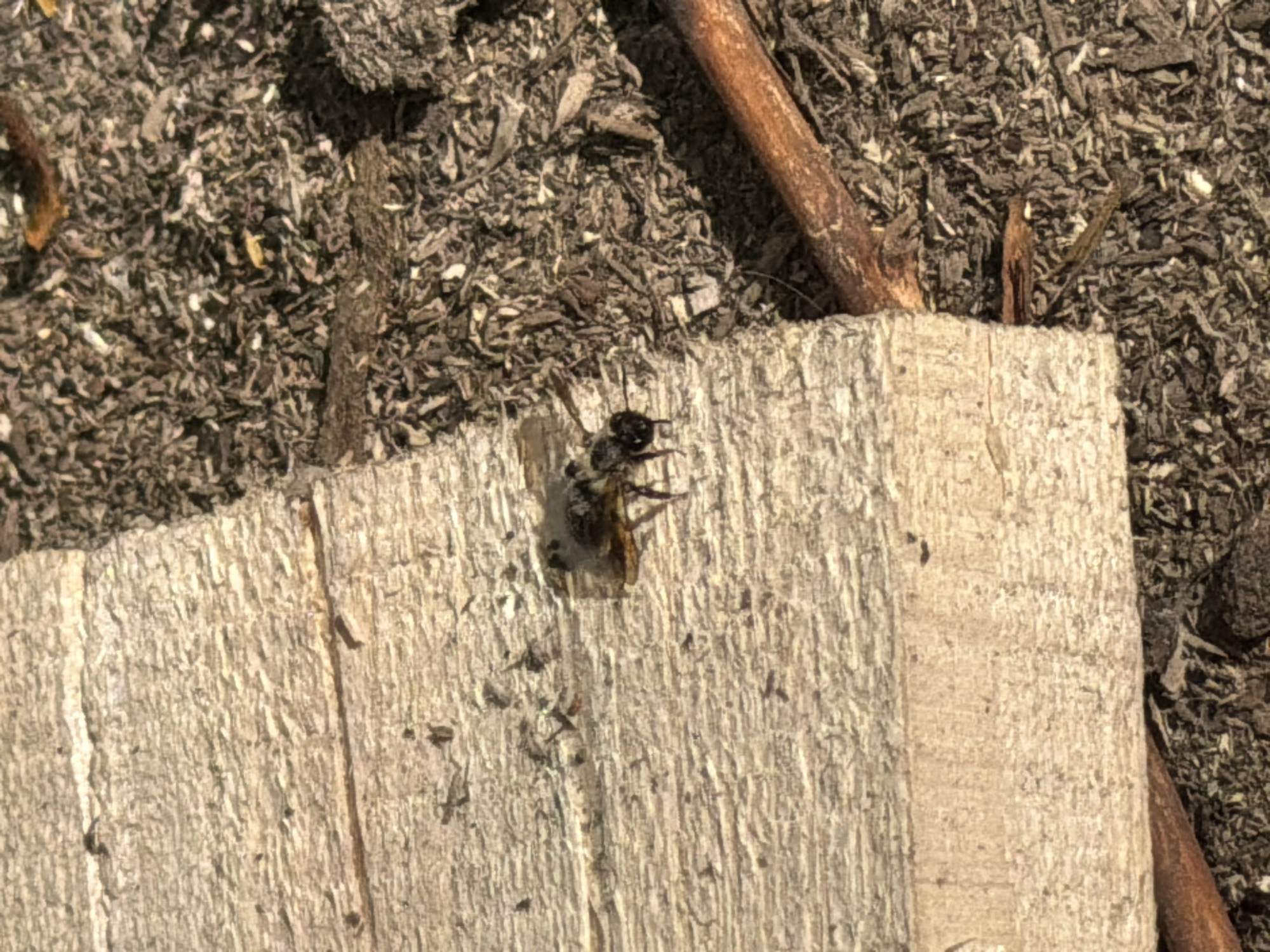 The media file shows a close-up, overhead view of a bee on a piece of unfinished wood. The bee is small and dark, with some lighter markings on its abdomen. It appears to be resting or grooming itself. The wood is light in color and has a rough texture with visible grain. The background is composed of dark, dry soil or mulch, with a few small twigs and debris scattered throughout. One twig, thicker and reddish-brown, is visible diagonally in the upper right portion of the frame. The lighting suggests it is daytime, with sunlight creating shadows and highlighting the textures of the wood and soil. The scene is natural and outdoors, likely in a garden or wooded area. There is no visible text in the image. The location context is Kyiv, Ukraine, but there are no specific visual cues within the image to confirm this. The overall mood is neutral, focusing on the natural details of the insect and its environment.