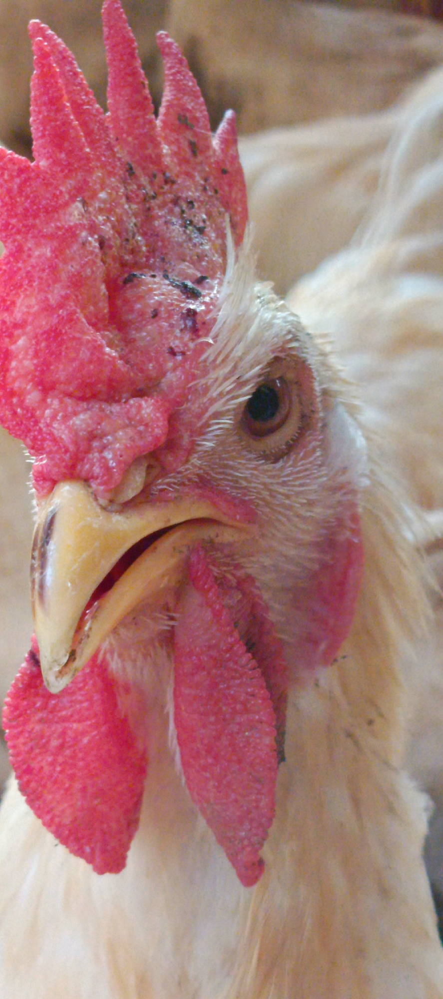 A close-up, vertical, eye-level shot captures the head of a white chicken. The chicken's bright pink comb, adorned with black specks, crowns its head. Its beak, a pale yellow with a dark tip, is slightly open, revealing a glimpse of its red mouth. A matching pink wattle hangs beneath its beak. The chicken's eye is dark and round, with a hint of amber in its iris, framed by white feathers that extend to its neck. The background is softly blurred, showing more of the chicken's creamy white feathers. The image does not depict any specific location in Meunasahmesjid, Indonesia.