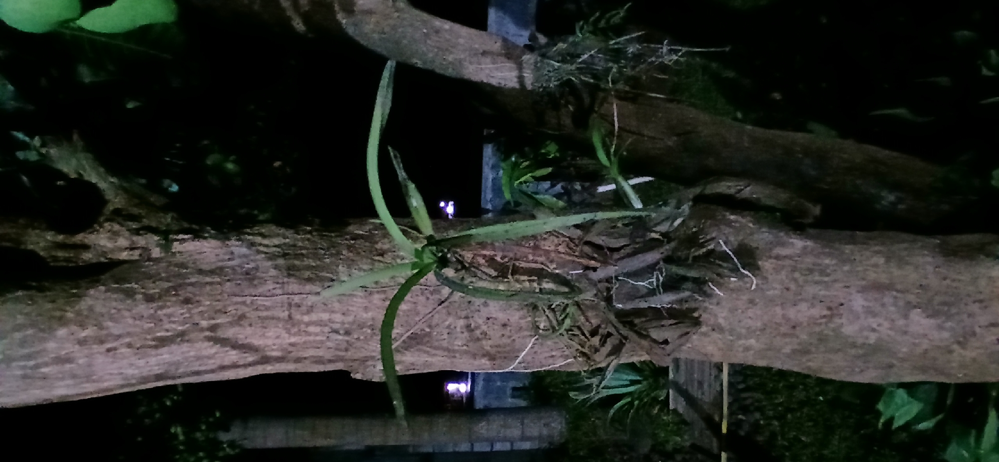 This is a close-up, low-light, vertical photograph of a tree trunk with orchids growing on it, likely in Sekarputih, Indonesia. The tree trunk is rough and textured, with a lighter gray bark. Several orchids are attached to the trunk, with green, strap-like leaves and some brown, dried organic matter clinging to the roots. The background is dark and out of focus, showing some green foliage and distant lights, suggesting an outdoor environment at night, possibly in a garden or park setting within Sekarputih. There are no people or animals visible in the image.