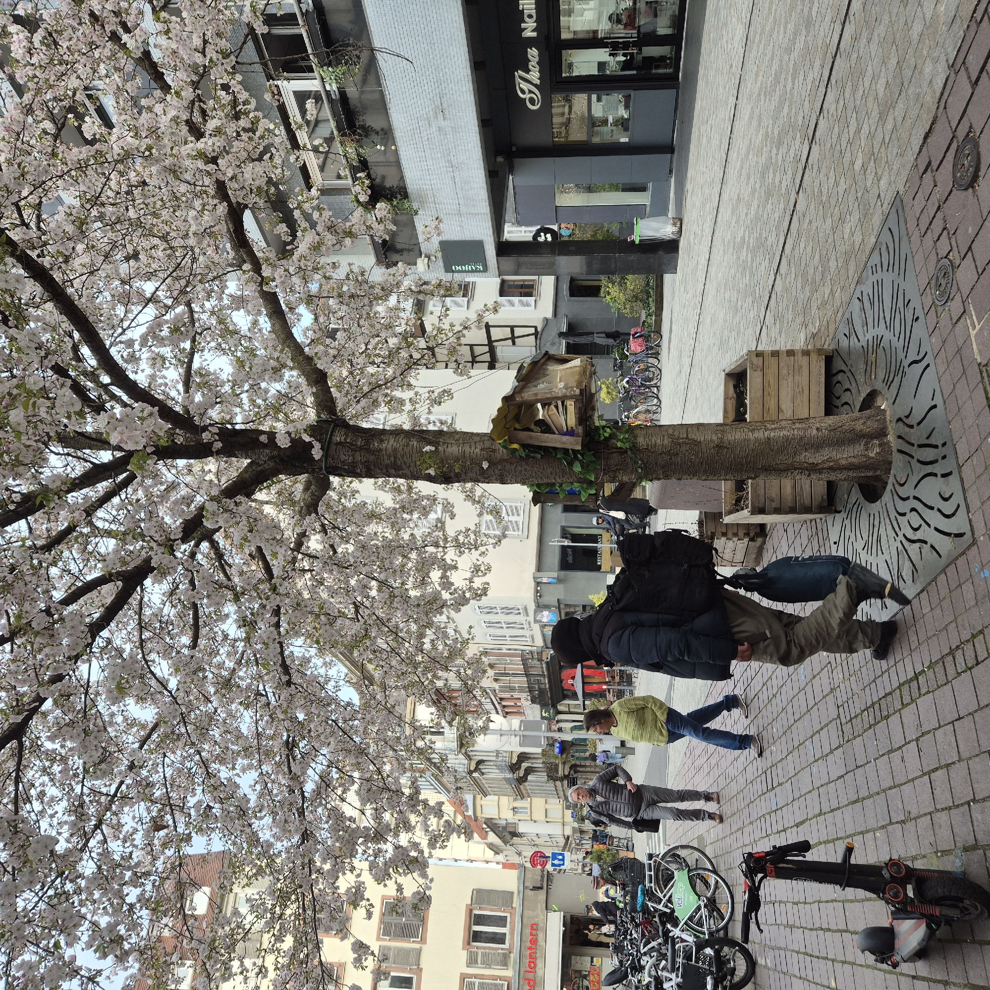 This image depicts a pedestrianized street scene in Strasbourg, France, characterized by a large, blossoming tree central to the foreground. The tree, covered in abundant light pink and white flowers, stands on a reddish-brown cobblestone sidewalk, its base encircled by a circular, dark grey metal tree grate with abstract cutouts. Attached to the tree trunk at waist height is a weathered wooden structure with a clear front panel, functioning as a small public book exchange, containing multiple books. Green foliage is wrapped around the tree trunk both below and above this structure.
In the immediate foreground on the left, an electric scooter with red accents is parked. Beyond it, a dense group of bicycles, including several identifiable as "Velhop" share bikes, are parked in a rack. A pedestrian, wearing a dark blue puffer jacket, light brown cargo pants, and black shoes, carrying a black backpack and a dark blue fabric bag, walks away from the camera on the left sidewalk.
In the midground, two pedestrians walk on the paved street. A man in a grey puffer jacket and light grey trousers walks towards the left, carrying a dark shoulder bag. A woman in a lime green sweater and blue jeans walks towards the right, facing the man.
The street itself is paved with alternating sections of light grey and darker reddish-brown cobblestones or pavers. Buildings line both sides of the thoroughfare. On the left, several multi-story buildings with traditional light-colored facades and brown window shutters are visible. A ground-floor establishment prominently displays a red sign with "Red Lantern" in white text, below which a smaller sign indicates "Pizza." On the right side, more modern buildings with grey and black exteriors are present. One shop features a large silver sign reading "Thoa Nail," and another has a black sign with "KAIJOO" in white lettering. Further down the street on the right, additional bicycles are parked. The sky, partially visible through the tree canopy, appears light blue.