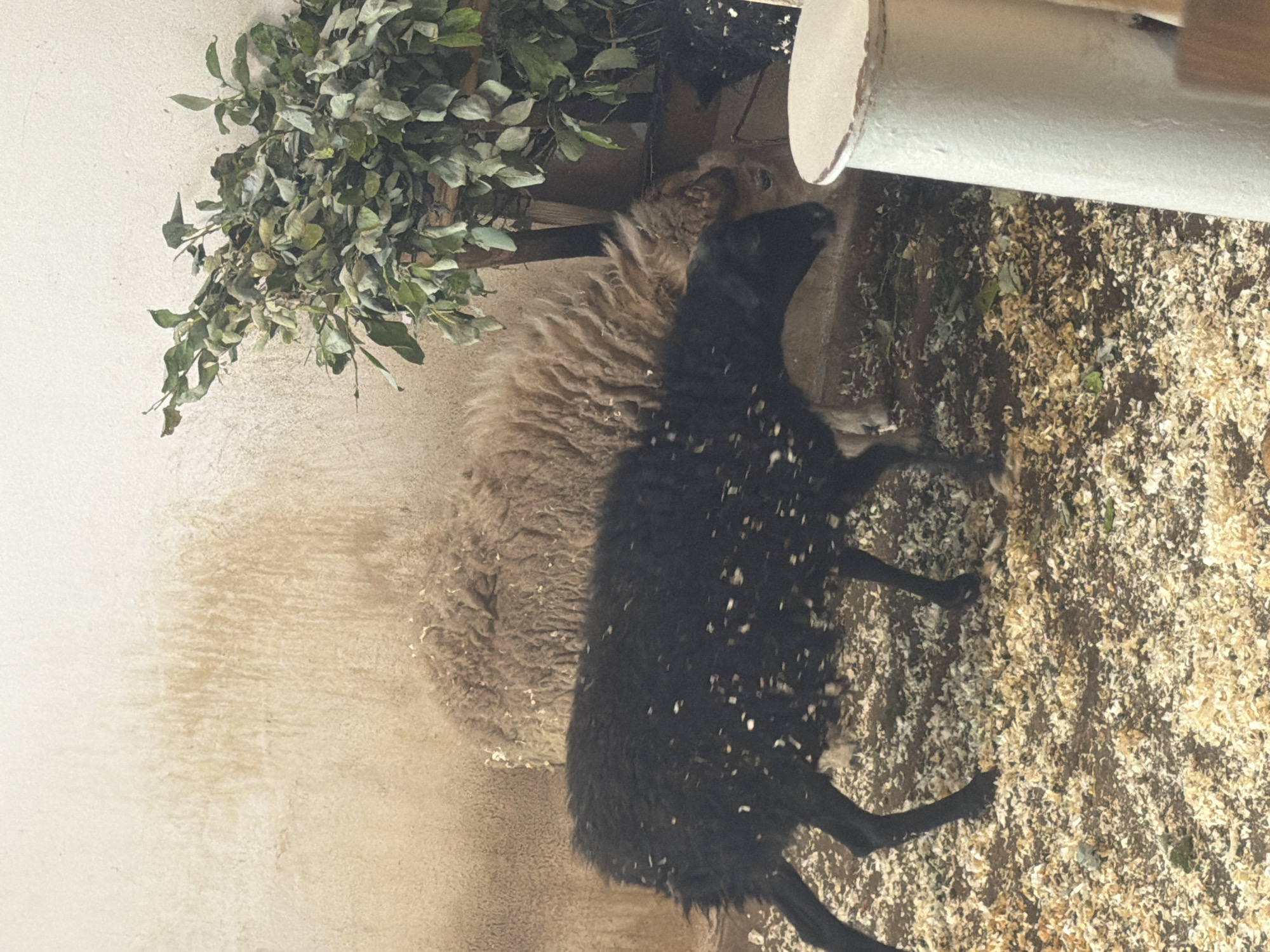 This image depicts two sheep in an indoor enclosure. A black sheep is in the foreground, facing left and partially obscured by wood shavings on the ground. Behind it, a light brown sheep is visible, with its woolly body filling much of the background. The environment appears to be a stable or barn, with a textured wall in the background and a large bunch of leafy green branches to the right, possibly a food source or decoration. Wood shavings cover the ground. There is no indication of the city of Perm, Russia, or any other specific location.