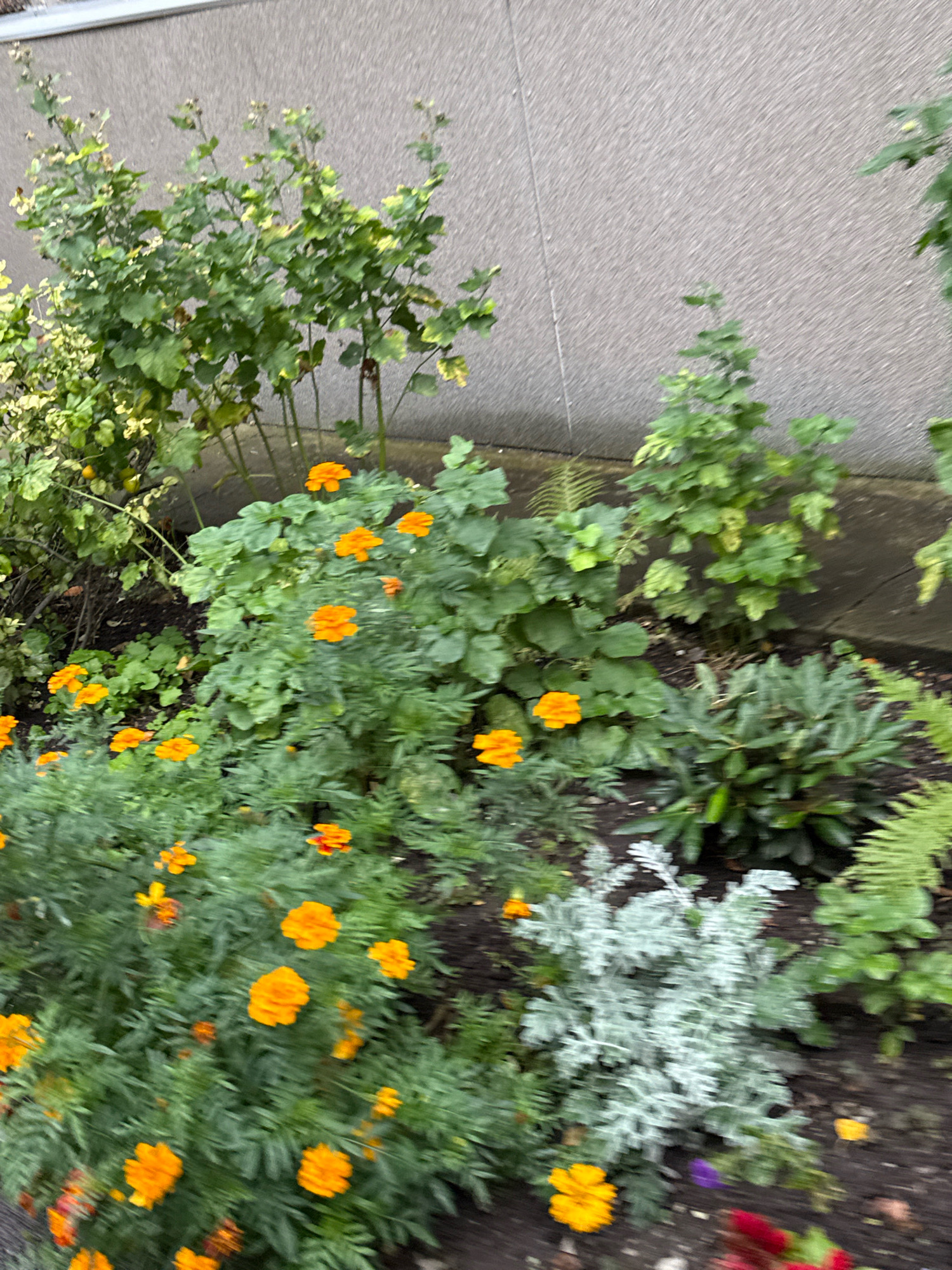 This is a close-up, eye-level, slightly blurry, outdoor photograph of a garden bed in front of a textured, light gray concrete wall. The garden bed contains a variety of plants, with a focus on bright orange marigold flowers in various stages of bloom, interspersed with green foliage.
To the left, there is a taller plant with green leaves, some of which have yellow variegation. In the center and right, there are denser plantings of marigolds and other leafy green plants. Some ferns are visible in the background on the right. A small clump of silvery-gray foliage is present in the lower right quadrant of the frame. The ground beneath the plants appears to be dark soil. The overall impression is of a well-maintained urban garden. There are no people or animals visible in the image.