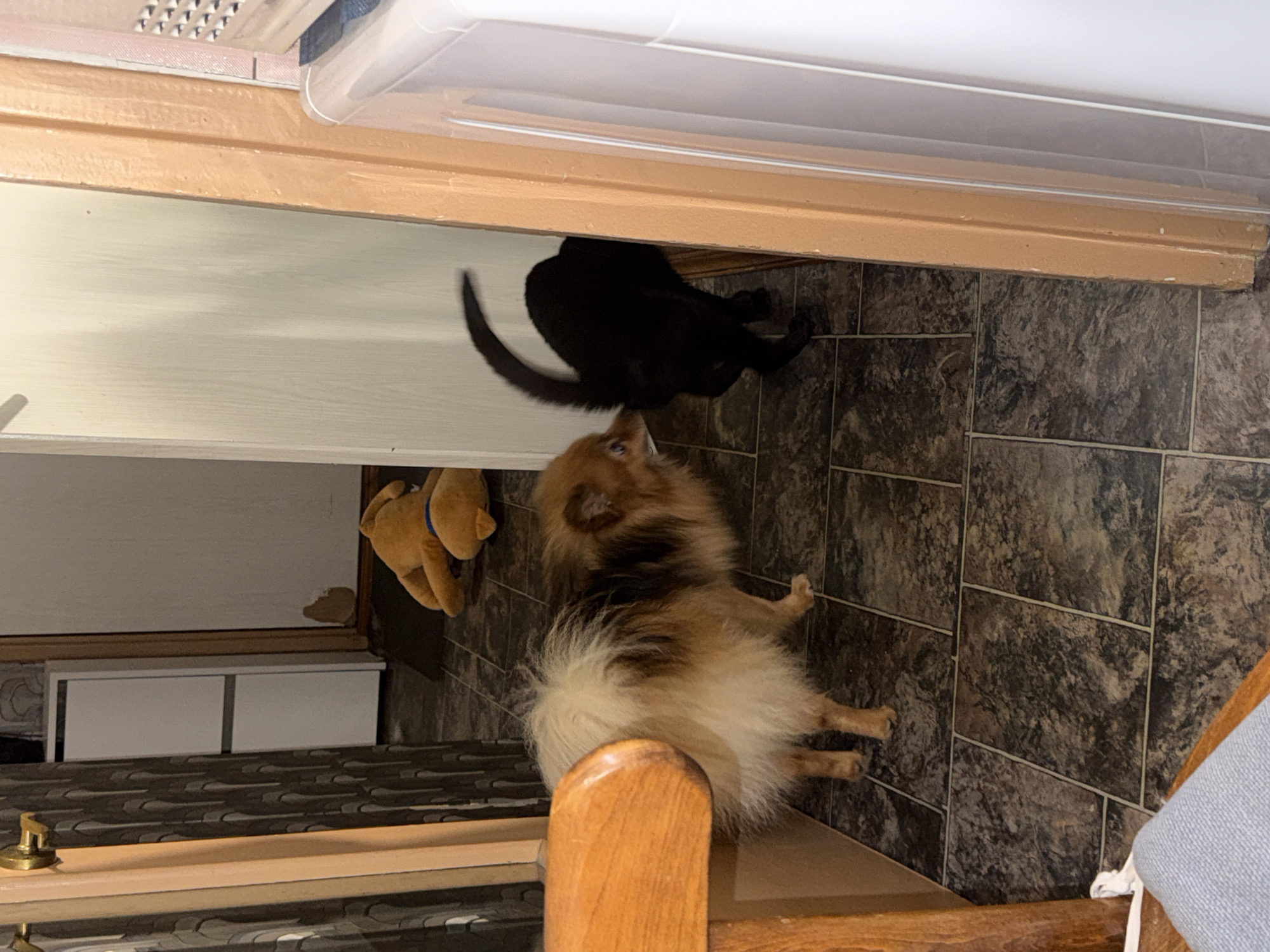 A Pomeranian dog stands on tiled flooring near a wooden-framed staircase. A black cat is partially visible beneath a low-hanging structure, possibly a cabinet or shelf. A stuffed toy hangs on the wall. The location details are not discernible from the image.