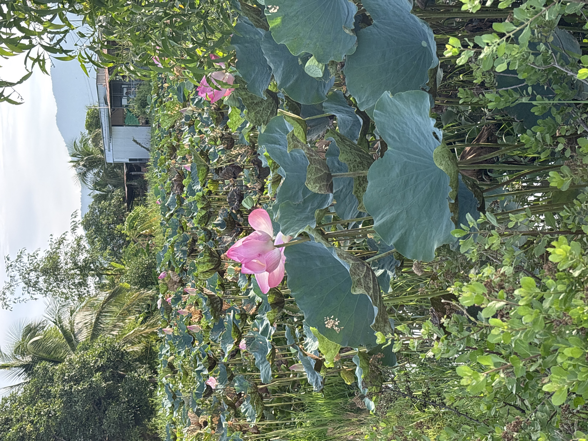 The image depicts a serene natural scene of a lotus pond in Ham Thuan, Vietnam. The pond is filled with numerous large, green lily pads, some of which are partially submerged in the water. Several pink lotus flowers are in bloom, with one prominent flower in the foreground, its petals unfurled. The background features lush greenery, including trees and palm fronds, suggesting a tropical environment. In the distance, a simple building with a corrugated metal roof is visible, along with a gentle slope of hills or mountains under a cloudy sky. The overall atmosphere is tranquil and picturesque, highlighting the natural beauty of the Vietnamese countryside. There are no people or animals visible in the image.
