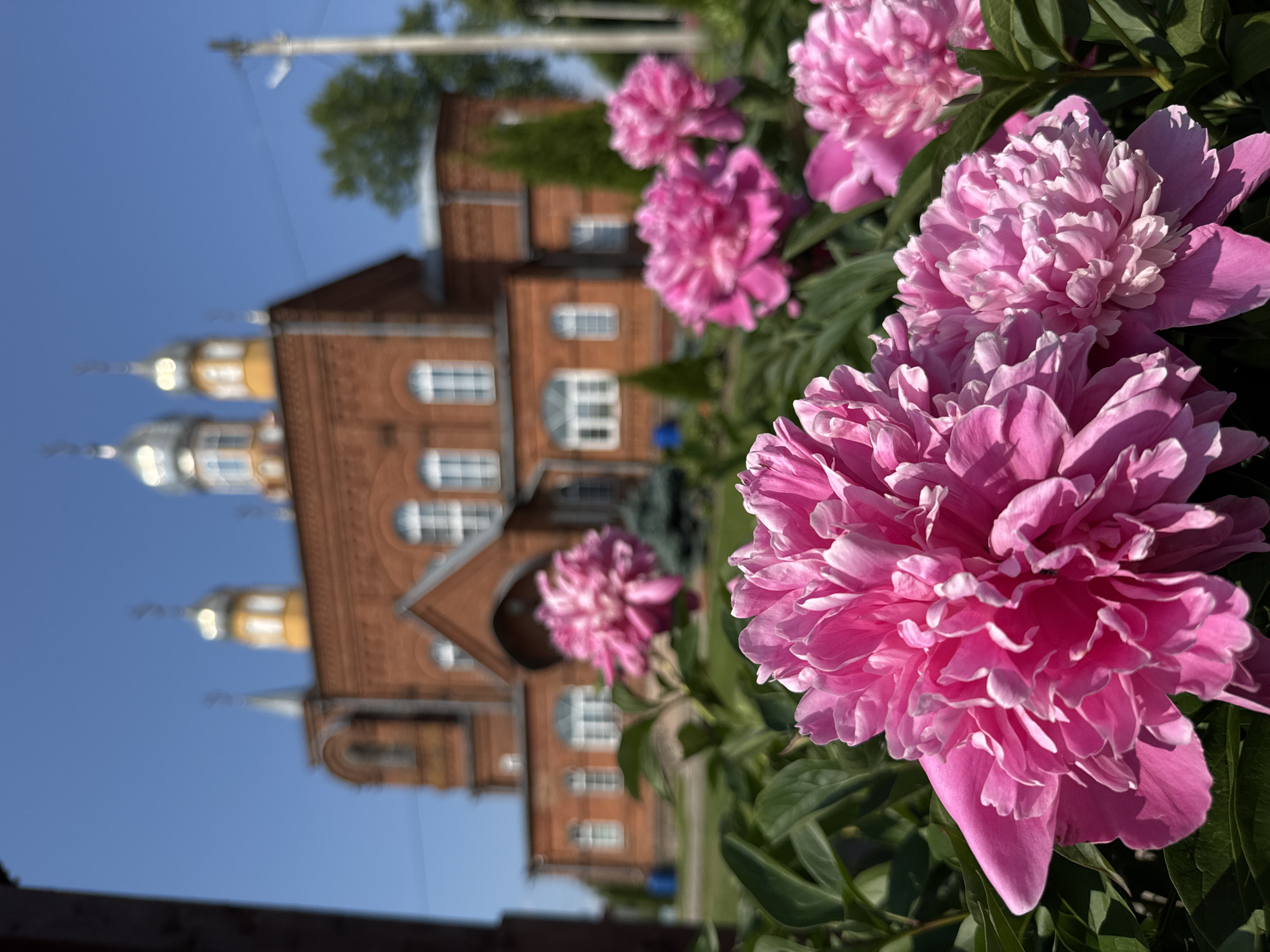 A low-angle, close-up shot captures vibrant pink peonies in the foreground, their lush petals filling the frame. Behind them, slightly out of focus, stands a red brick church with multiple domes, some of which are silver and others yellow. The church has arched windows and an entrance with a red brick arch. The scene is set against a clear blue sky on a sunny day. The environment suggests a religious or historical site in the city of Chudovo, Russia, possibly a monastery or church complex, with manicured grounds around it.