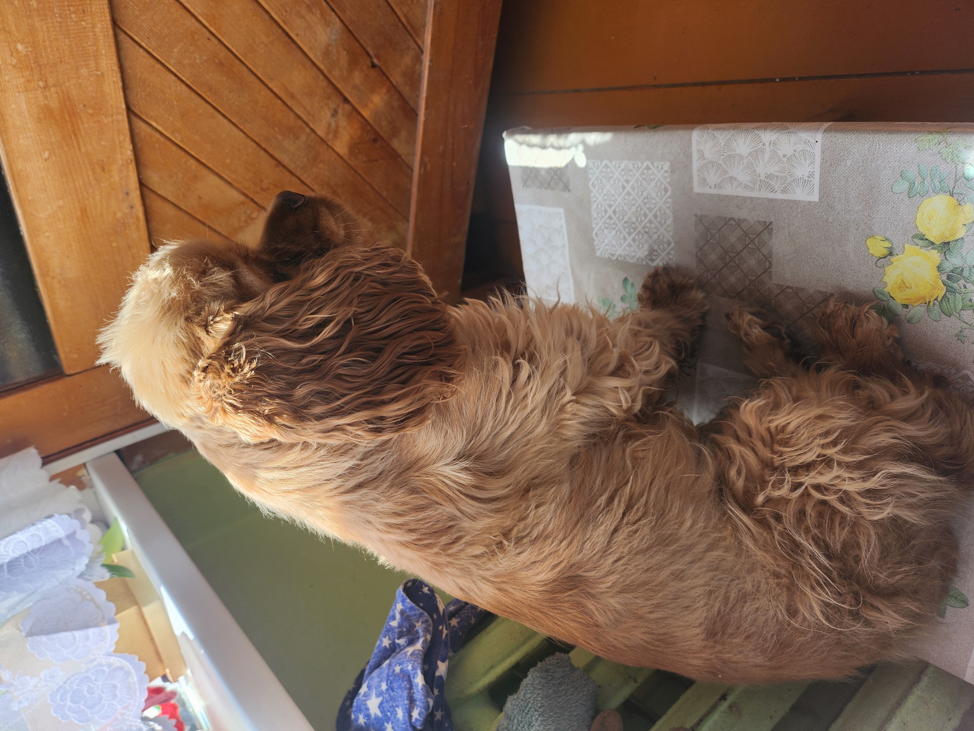 A medium-sized, golden brown dog is lying on a surface covered with a tablecloth featuring a white geometric pattern and yellow floral design. The dog appears to be curled up and resting. The background includes a section of wooden slats and a window with lace coverings. The dog rests inside a structure in Архангельское, Russia.