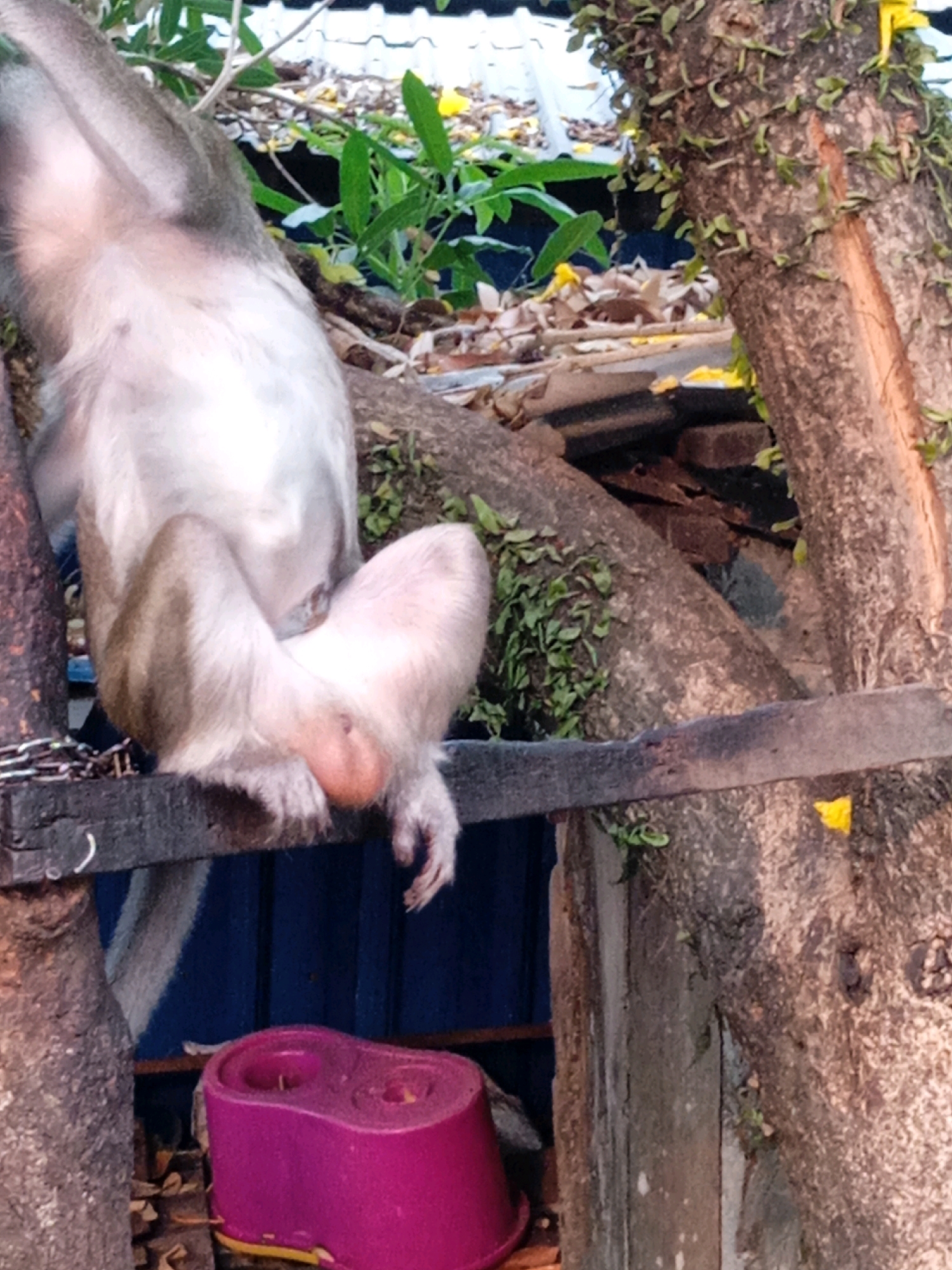 A monkey is suspended upside down, its hindquarters and genitals visible. The monkey is in an outdoor environment with trees, vegetation, and some man-made structures. A purple plastic object is in the foreground, and a chain is visible on the left side of the image. The scene appears to be in Banjarmasin, Indonesia.