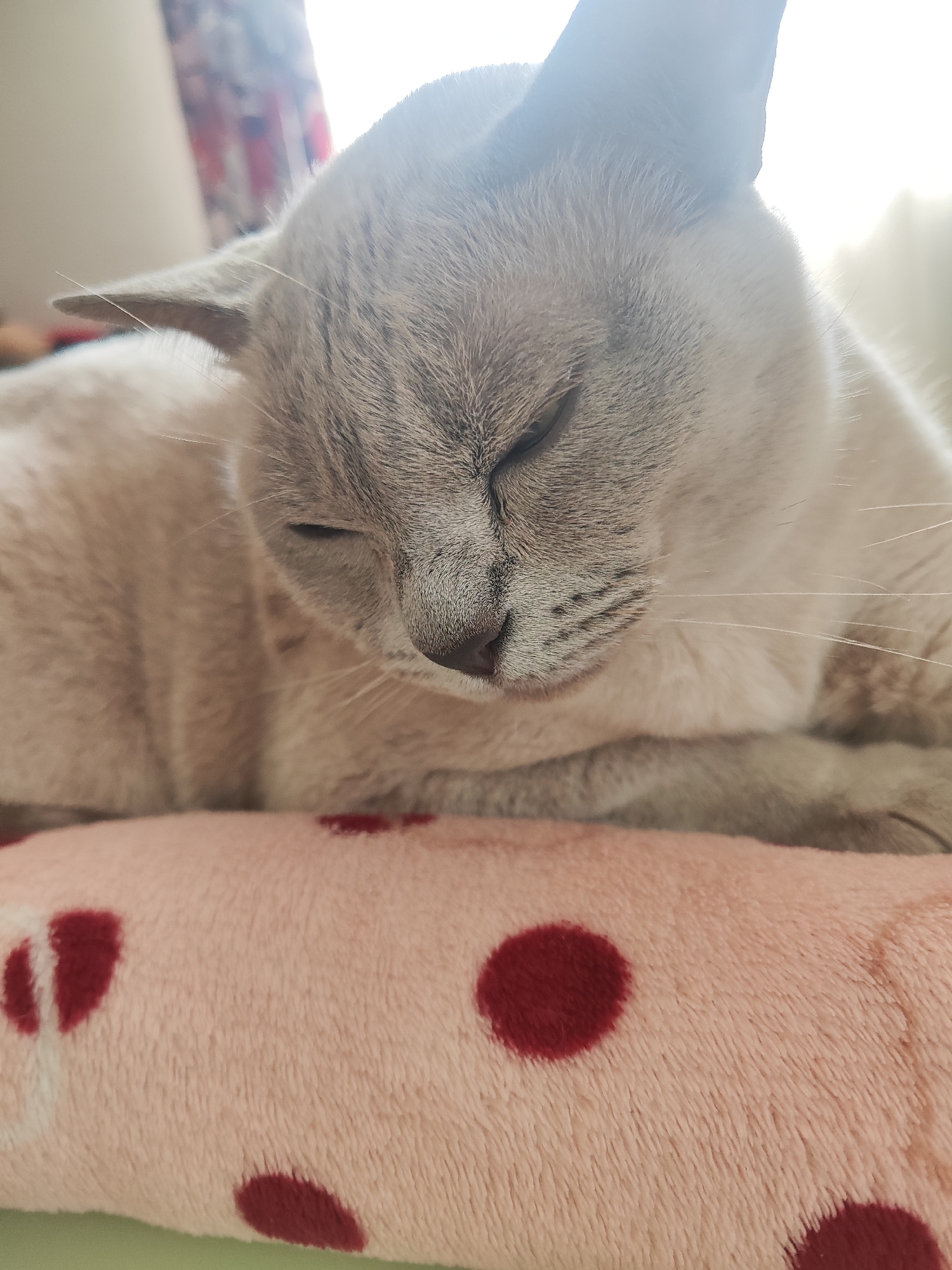 A close-up shot focuses on the head and upper body of a light-colored cat with grey tabby markings, its eyes gently closed as if sleeping or resting. The cat is lying on a soft, pink blanket adorned with dark red polka dots. The blanket is positioned in the foreground, while the cat rests comfortably on it. Behind the cat, a blurred background suggests an indoor setting, with hints of patterned curtains and bright light filtering in, possibly from a window. The lighting creates a soft glow on the cat's fur. The overall mood is peaceful and serene, capturing a moment of quiet relaxation. The image appears to have been taken during the daytime, given the bright natural light. There is no visible text in the image.