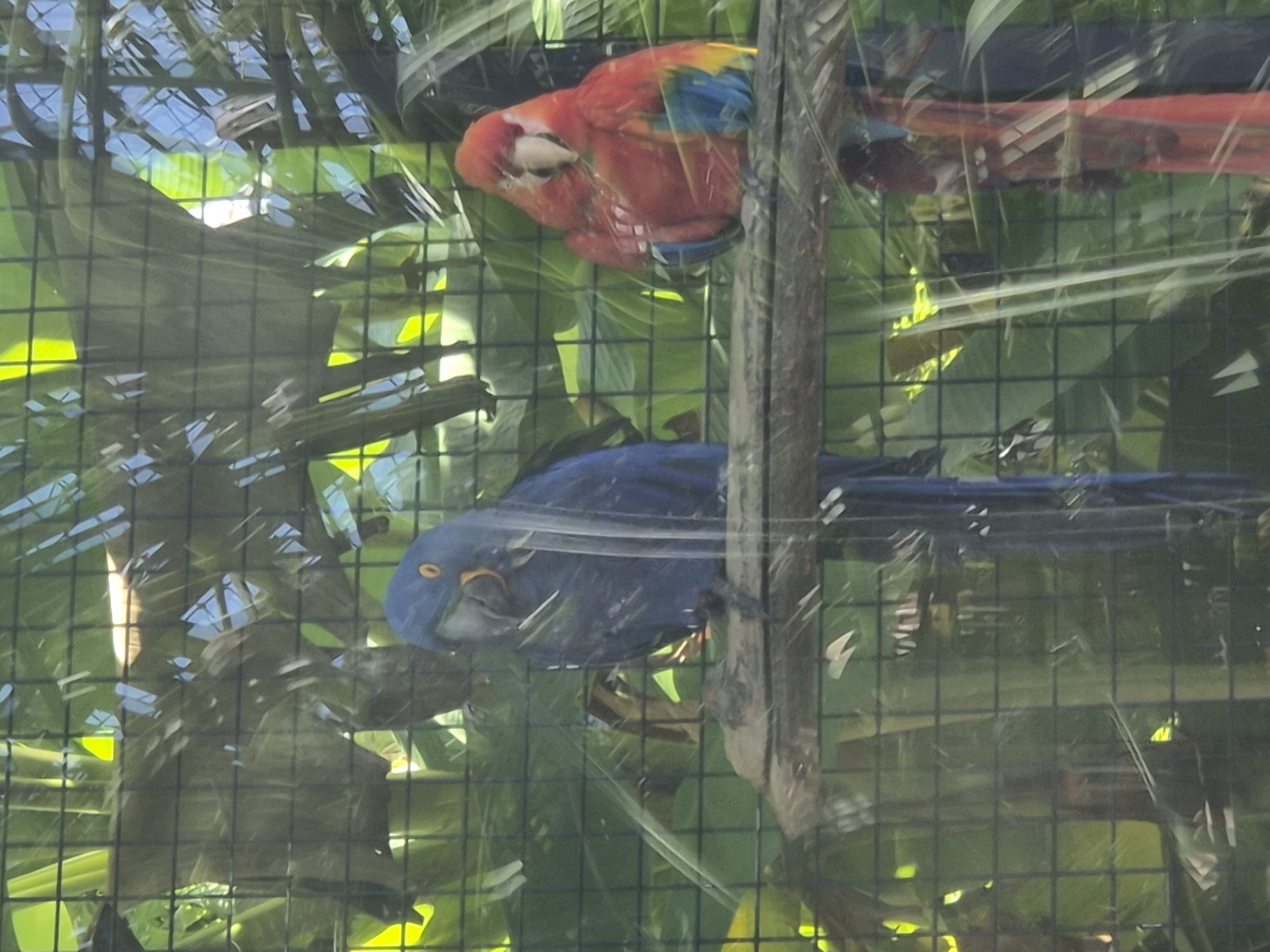 In Vila Nova de Gaia, Portugal, two macaws are perched on a branch behind a wire fence. The macaw on the left is a hyacinth macaw, characterized by its vibrant blue plumage and yellow eye patches. It is facing the viewer, with its head tilted slightly downwards. The macaw on the right is a scarlet macaw, with bright red, yellow, and blue feathers. It is facing to the left and appears to be looking down. The background consists of lush green foliage, suggesting an aviary or a tropical environment. The lighting indicates it is daytime.