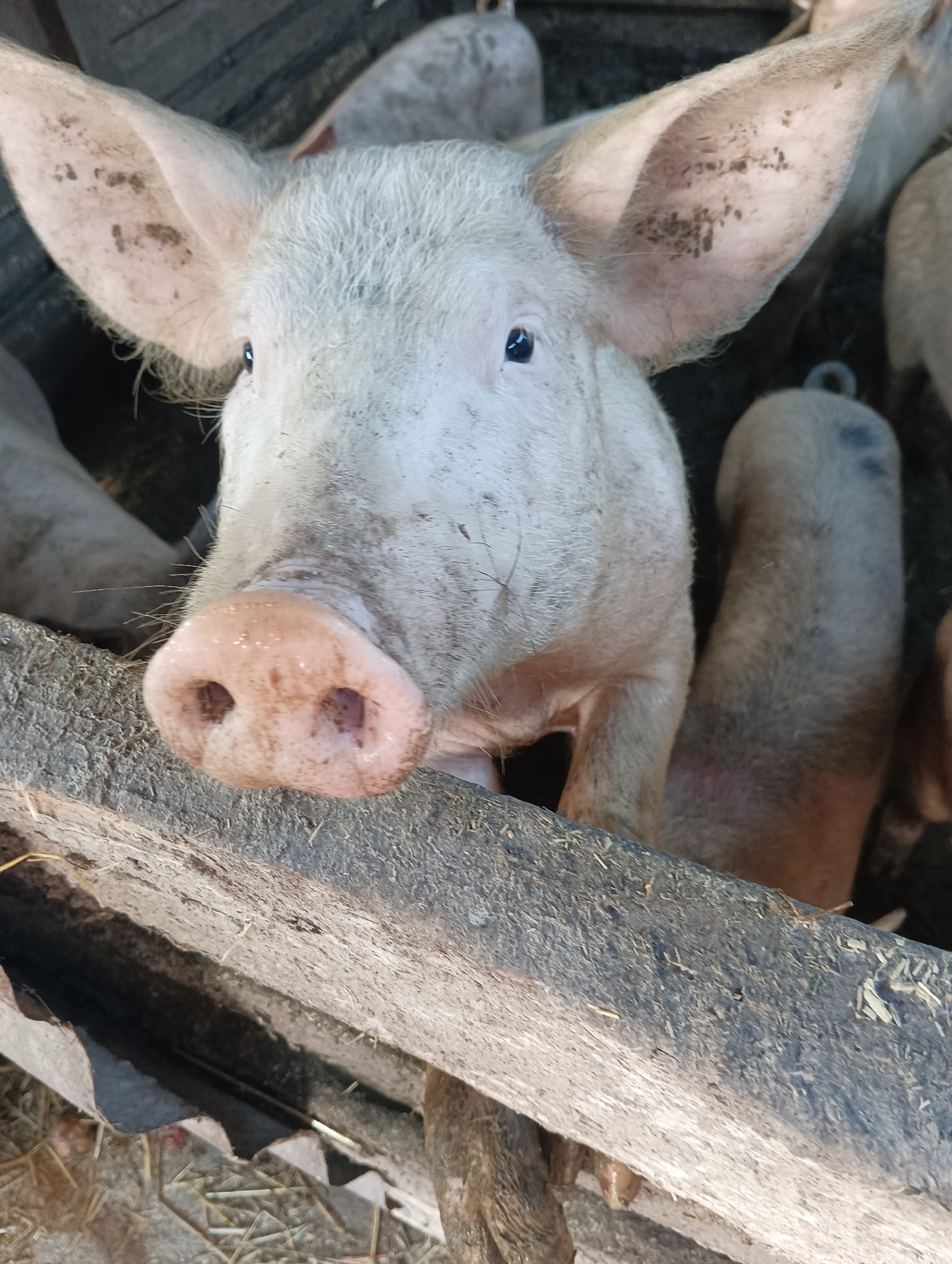 In the village of Sahaidachne, Ukraine, a close-up shot captures a piglet's face, its snout prominently featured and slightly moist. The piglet has large, light-colored ears with some dirt visible inside, and its eyes are dark and observant. It appears to be peering over a wooden barrier, suggesting it is in an enclosure or pen. The background is blurred, but hints of other piglets or pigs are visible, along with what appears to be straw or bedding material on the ground. The overall impression is a candid and intimate moment with the young animal.