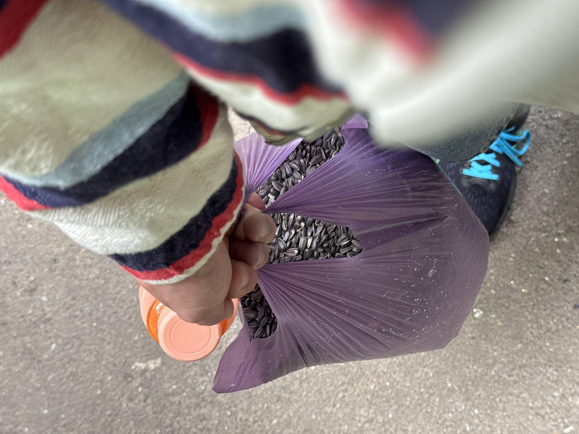 The image shows a person holding a purple plastic bag filled with sunflower seeds. The person is wearing a striped sweater and dark sneakers with bright blue laces. An orange plastic bottle is also visible in the person's hand. The scene appears to be outdoors, with a paved ground surface that suggests an urban environment, possibly a street or sidewalk. There is no visible indication that this location is Moscow, Russia.
