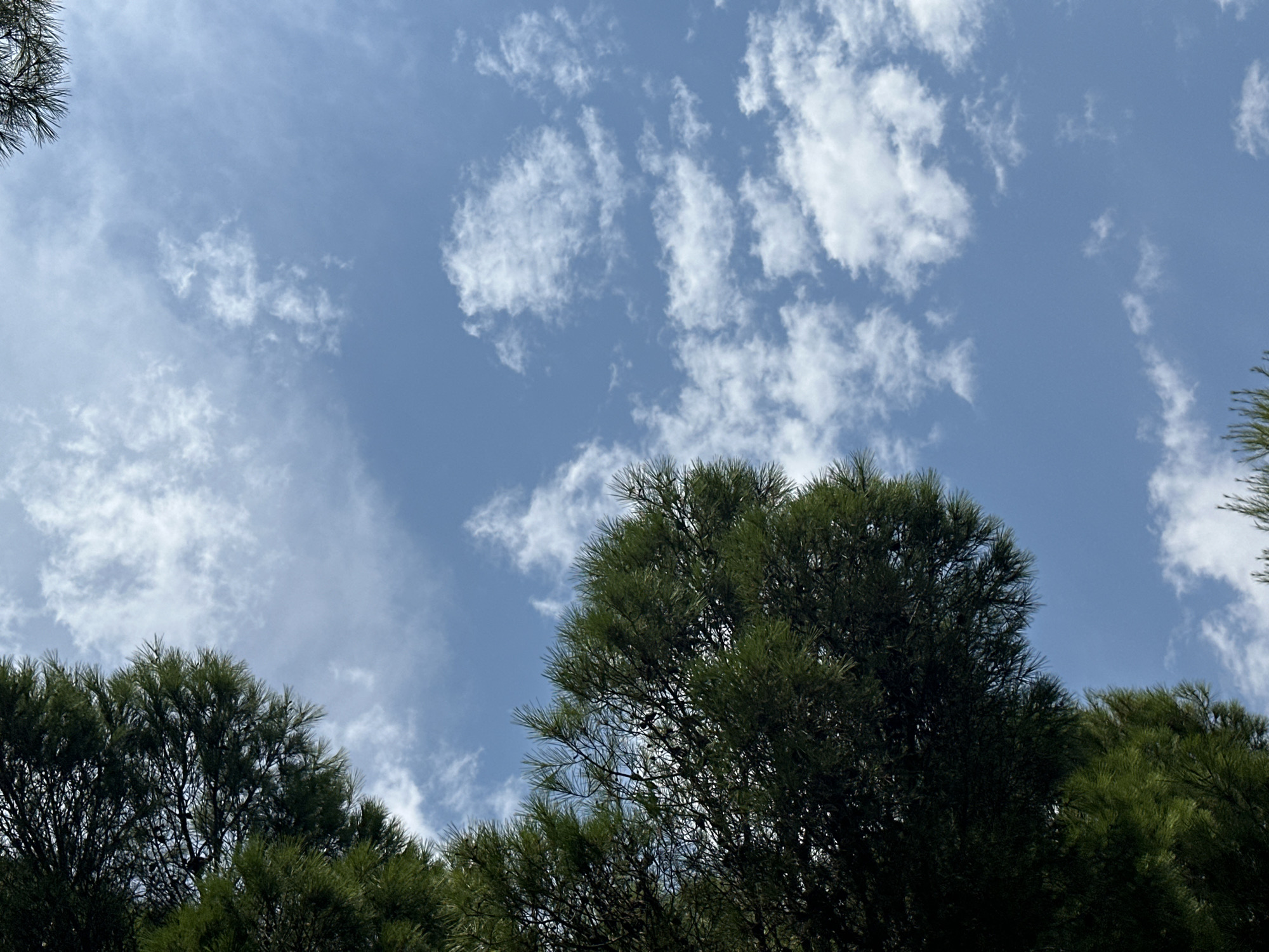 The image depicts a view looking upwards through the branches of dense green pine trees towards a bright blue sky dotted with scattered white clouds. The pine trees, with their needle-like foliage, dominate the left side of the frame, their dark green color contrasting with the lighter blue of the sky. Some branches extend into the upper right corner of the image. The clouds are wispy and varied in shape and density, suggesting a partially cloudy day. The overall scene is natural and appears to be outdoors, likely in a park or natural area within Budva, Montenegro, given the characteristic Mediterranean vegetation. There are no people or man-made structures immediately visible.