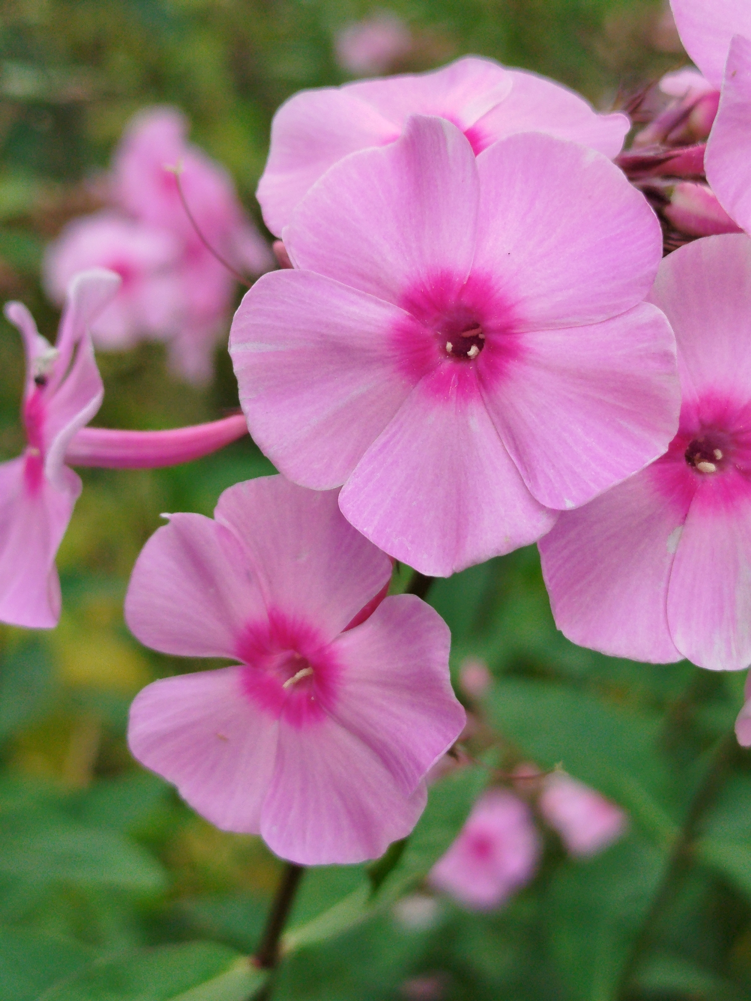 The image is a close-up, vertical shot of several pink phlox flowers in focus against a blurred green and yellow background, suggesting an outdoor garden setting. The flowers are characterized by their five-petaled structure and a darker pink center. The lighting appears natural, highlighting the delicate texture of the petals. There are no people or animals visible in the image, and the focus is solely on the botanical subject matter. The specific location in Чкаловское Снт, Russia, is not discernible from the visual information alone, but the presence of garden flowers implies a residential or cultivated outdoor space.