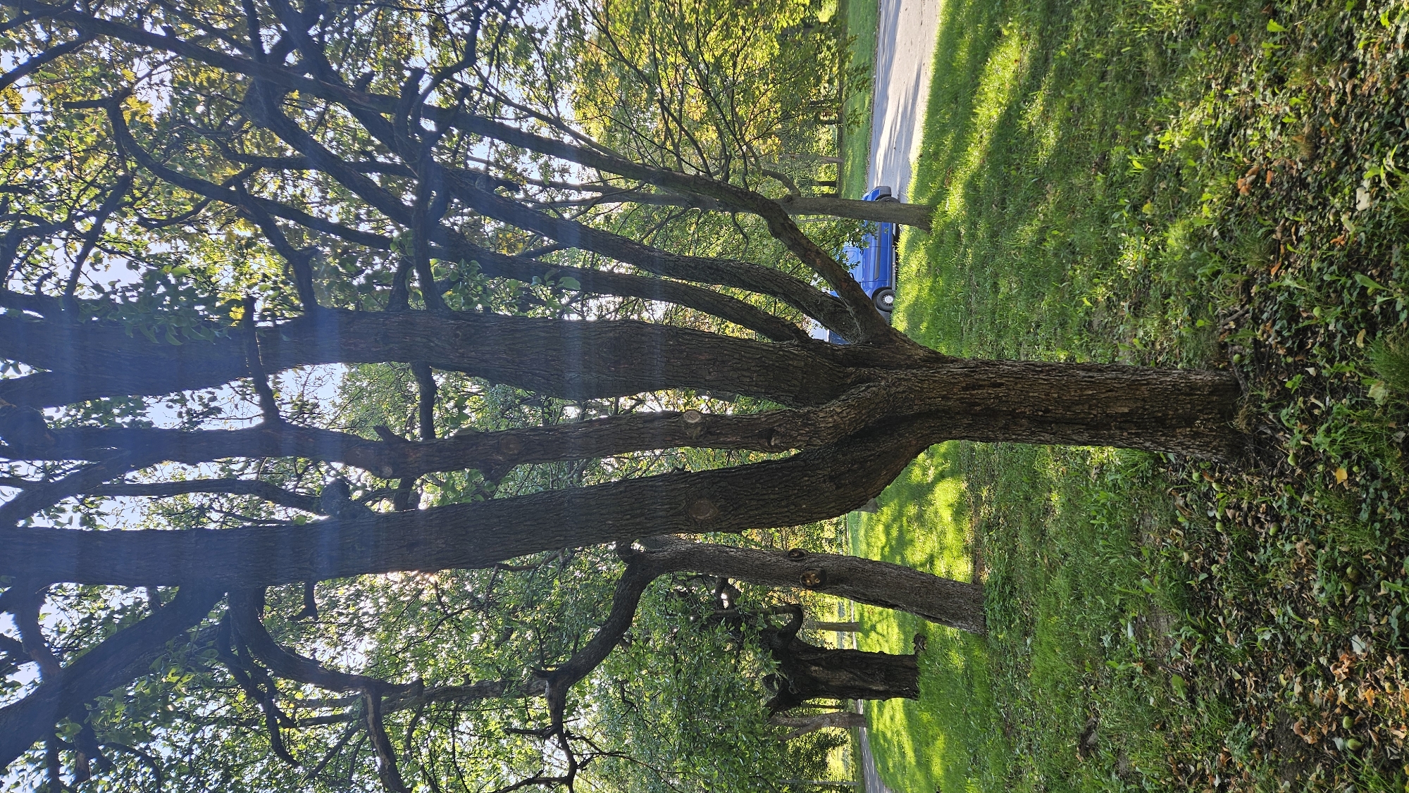 The image depicts a park area in Prešov, Slovakia, on a bright, sunny day. In the foreground, a mature tree with a thick, gnarled trunk branches out into multiple sturdy limbs, creating a canopy of leaves that filter the sunlight. The ground beneath the tree is covered with green grass, fallen leaves, and a scattering of small, green fruits, possibly apples.
Behind this tree, two other trees are visible. To the left, a larger, darker tree trunk twists and turns, with a full crown of green leaves. To the right of the foreground tree, a younger, thinner tree stands.
In the background, a paved road curves through the park. A bright blue van is parked on the side of the road, partially obscured by trees. Beyond the road, the park continues with more trees and lush green foliage, suggesting a well-maintained public space. The sunlight casts dappled shadows on the grass, indicating a pleasant, warm day. There are no people visible in the image.