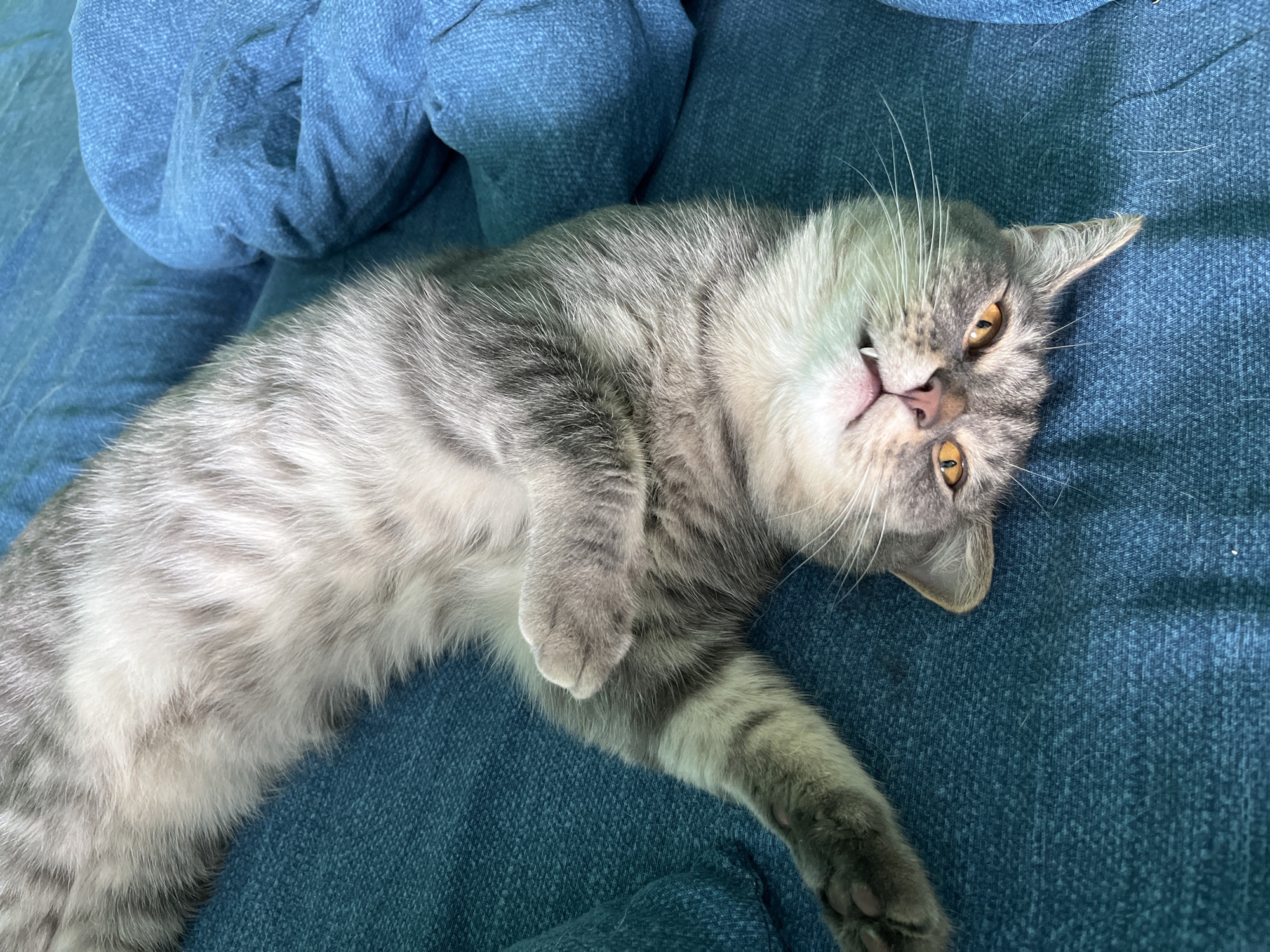 A gray tabby cat is lying on its back on a blue textured surface, possibly a sofa or blanket. The cat's eyes are open and a bright orange. Its mouth is slightly open, revealing two small fangs. One of its front paws is tucked under its chin, and its hind legs are splayed out to the sides. The cat appears relaxed and comfortable. There are no indications of the city of Nizhny Tagil, Russia, in this image.