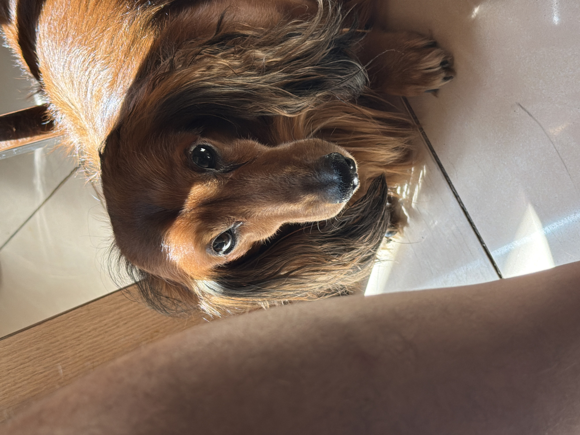 A long-haired dachshund lies on a light-colored tiled floor. The dog is brown with darker fur around its face and ears. Its eyes are dark and glossy. The dog is looking up at the camera. Sunlight shines across the scene, creating shadows. A leg is visible in the lower right corner of the image. The location is unknown, and there is no information indicating it is in Krasnoyarsk, Russia.