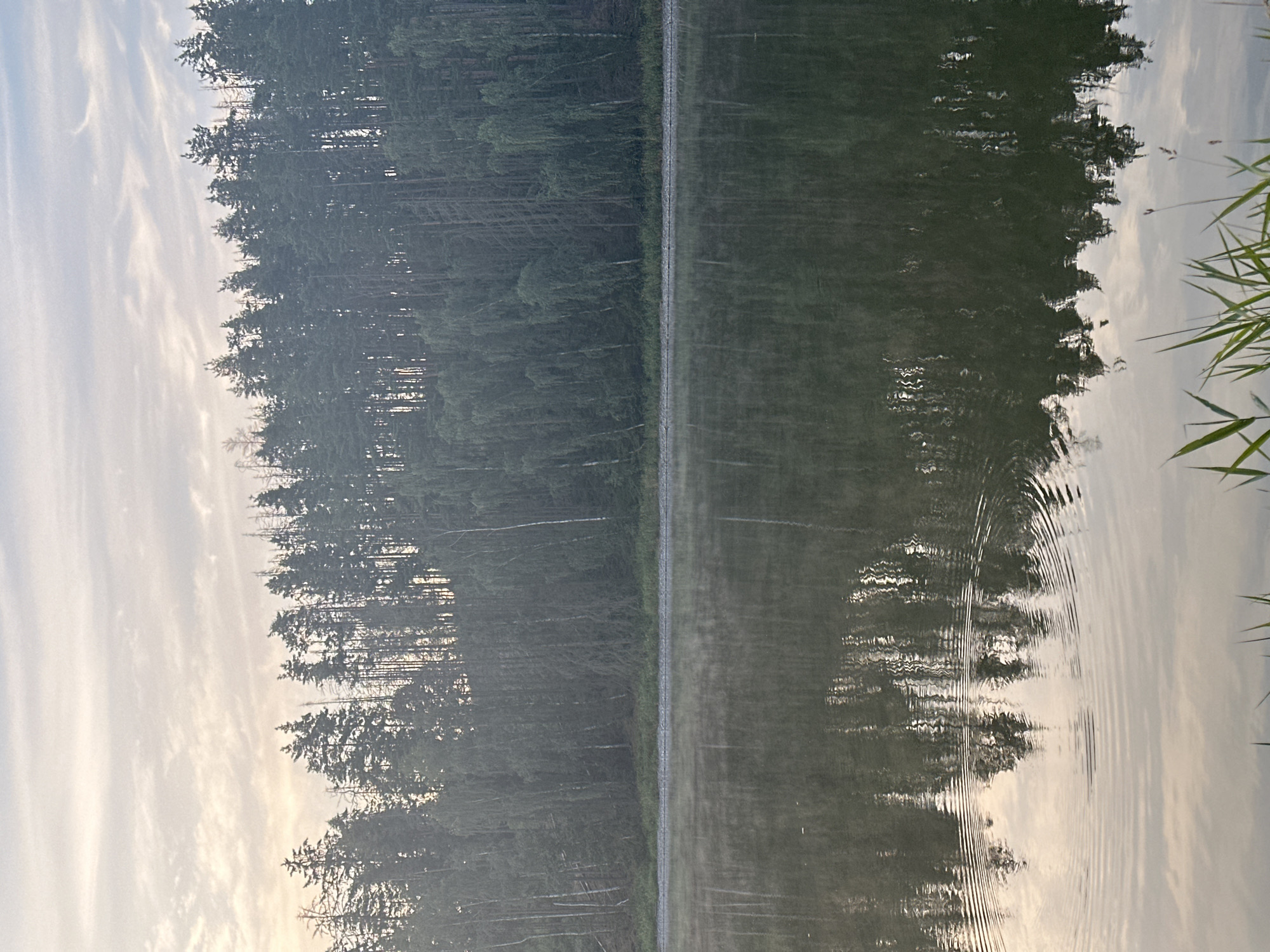 The image depicts a serene natural landscape at the edge of a body of water, likely a lake or calm river. A dense forest of pine and birch trees lines the far bank, their silhouettes sharp against a softly illuminated sky filled with wispy clouds. The water reflects the trees and the sky, creating a mirror-like effect, though ripples break the perfect symmetry in some areas. A thin layer of mist hovers just above the water's surface, adding to the tranquil atmosphere. The foreground shows a scattering of tall green grasses. The lighting suggests early morning or late evening.