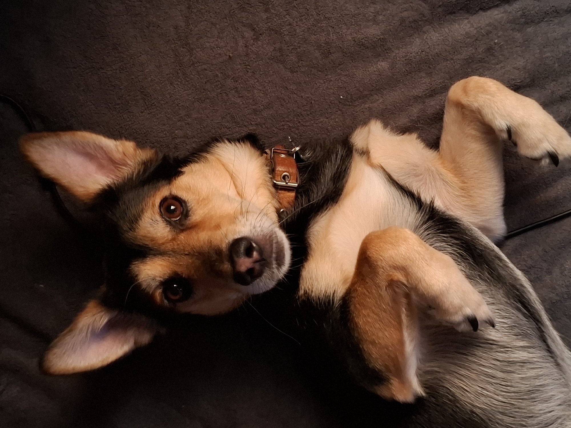 A small dog with tan and black fur lies on its back, looking up at the camera. Its eyes are a warm brown, and its ears are perked forward. The dog is wearing a brown leather collar. Its paws are resting on its chest, and its belly is exposed. The background is a dark, textured surface, possibly a blanket or sofa. The lighting is dim, creating a soft, intimate atmosphere. The dog appears relaxed and content. There is no visible text in the image. The time of day and weather are not discernible. The location is unknown, but the context provided is Vladivostok, Russia.