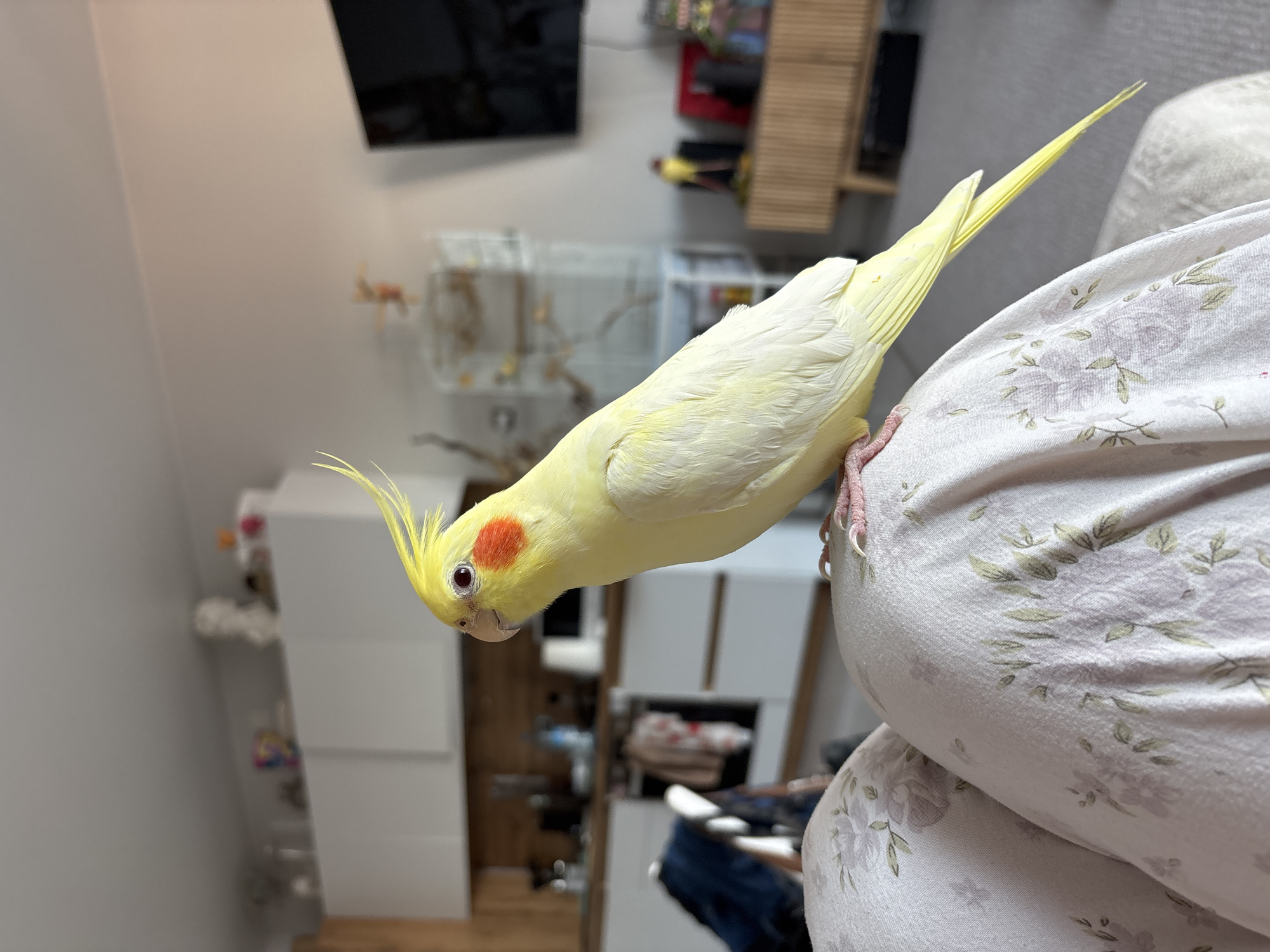 A pale yellow cockatiel with prominent red-orange cheek patches and a yellow crest is the central subject of this close-up, vertically oriented image. The bird is perched on a person's leg or lap, which is covered by light-colored fabric patterned with subtle olive-green leaves and faint purple floral motifs. The cockatiel is leaning forward, its head tilted slightly downwards and to the left, with its dark, curious eyes looking directly towards the camera or viewer. Its short, light-colored beak is slightly parted.
The bird's pinkish feet with sharp claws are visible gripping the fabric. Its long, pale yellow tail feathers extend towards the upper right of the frame.
The background, largely out of focus, reveals an indoor domestic setting. To the upper left, a dark, rectangular object suggests a television screen mounted on a wall. To the right, a wooden shelving unit holding various items is partially visible. Further back and to the left, a white wire bird cage is faintly discernible, along with other household furniture like white cabinets or dressers. The room appears well-lit, indicating it is likely daytime.
The image captures a moment of playful or curious interaction between the pet cockatiel and its owner in a home environment. No visible text is present in the image. The location context provided is Krasnoyarsk, Russia.