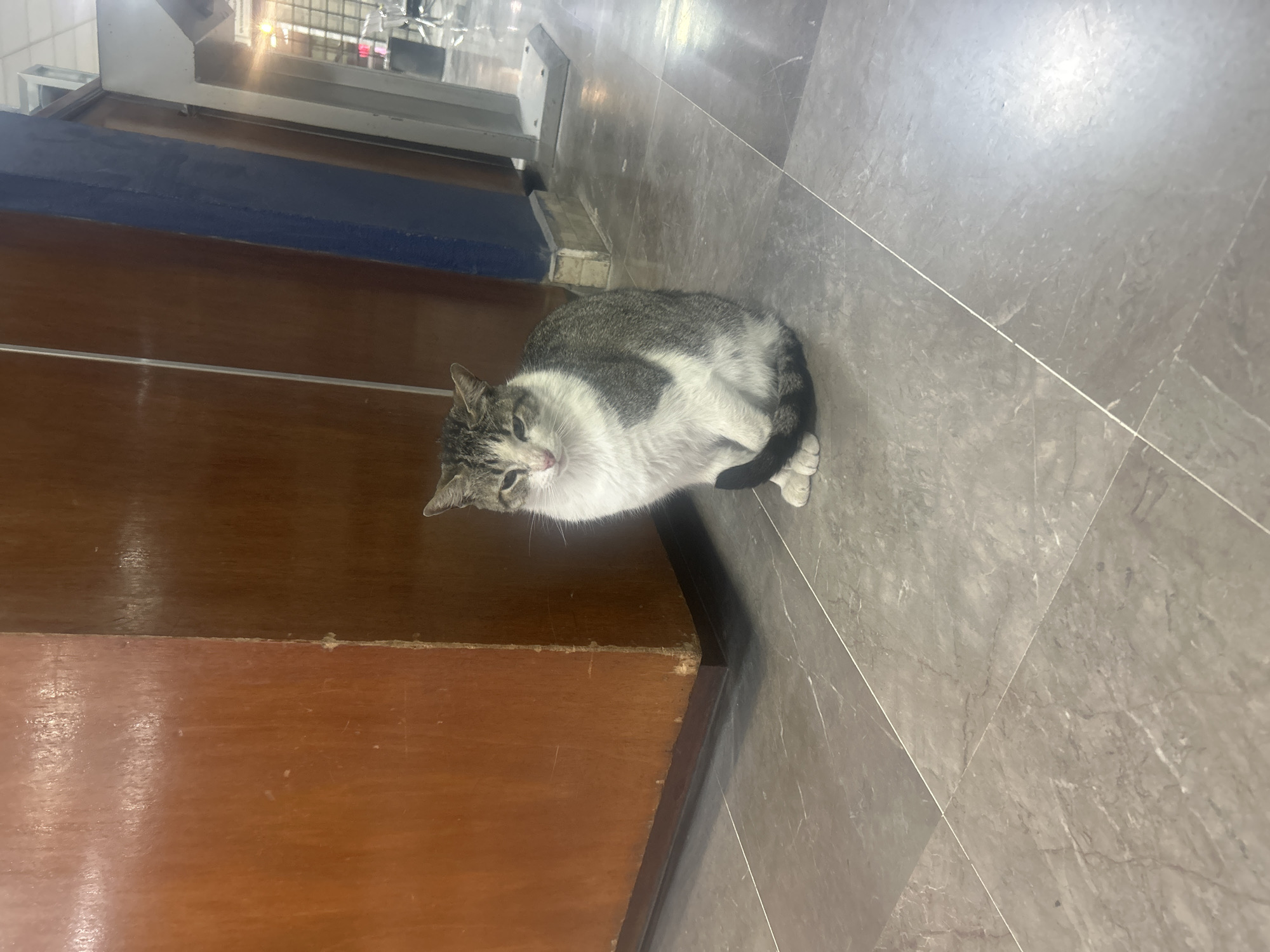 A medium shot captures a grey and white cat seated on a grey, tiled floor. The cat's head is turned towards the camera, with its tail curled around its body. The setting seems to be indoors, adjacent to a wooden, counter-like structure with a blue trim and possibly a metal finish. The precise location within the city of Unknown, Unknown, cannot be determined from the image.