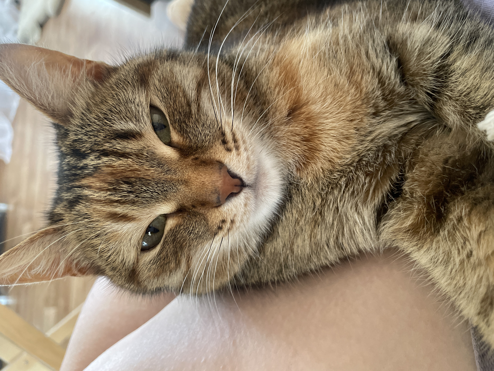 A close-up, slightly angled view depicts a brown tabby cat resting its head against what appears to be a person's leg. The cat has green eyes, a pink nose, and long white whiskers. Its fur is a mix of brown, tan, and dark stripes. The background is blurry, revealing glimpses of wooden furniture. The scene appears to be indoors. The location in the city of Noviy, Russia is indeterminate from the information provided.