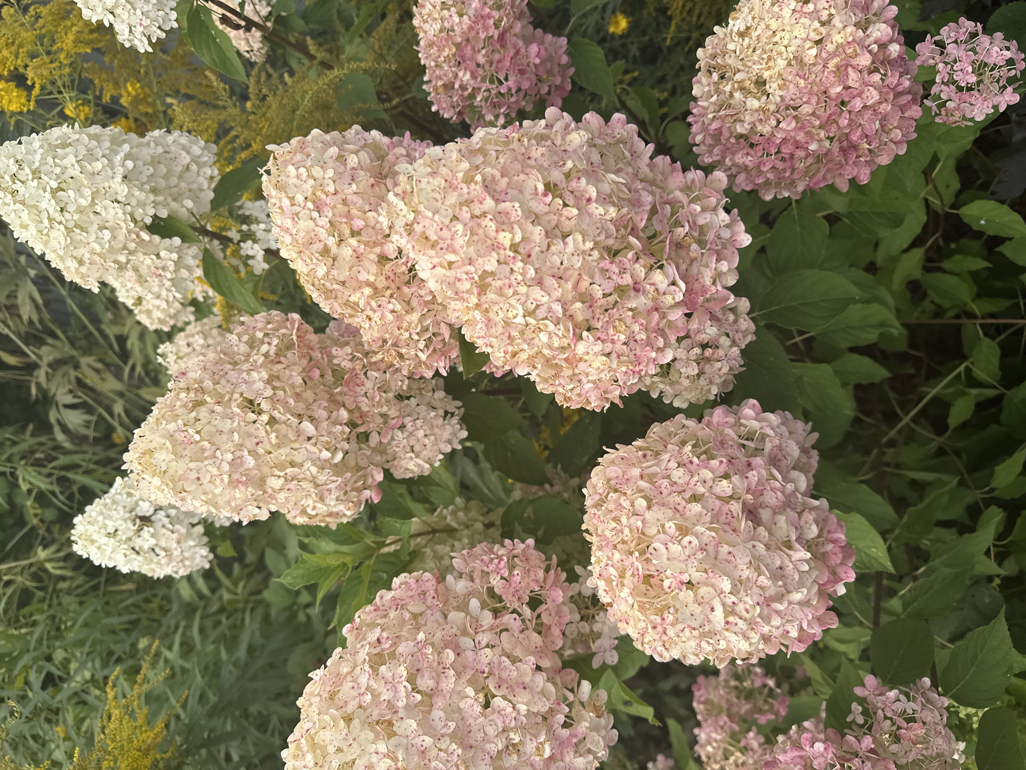 A close-up, eye-level, vertical outdoor shot captures a cluster of hydrangeas with conical-shaped blooms. The hydrangeas display a gradient of colors, ranging from creamy white at the top to pale pink and darker pink hues towards the bottom, with some speckling throughout. The foreground is dominated by these large flower heads, with smaller blooms and green leaves filling the mid-ground and background. Hints of yellow wildflowers and other green foliage are visible behind the hydrangeas, suggesting a garden or natural setting. The lighting appears soft, likely natural daylight, creating subtle shadows and highlighting the delicate texture of the petals. No people are present in the image, and no specific location details within a city can be determined.