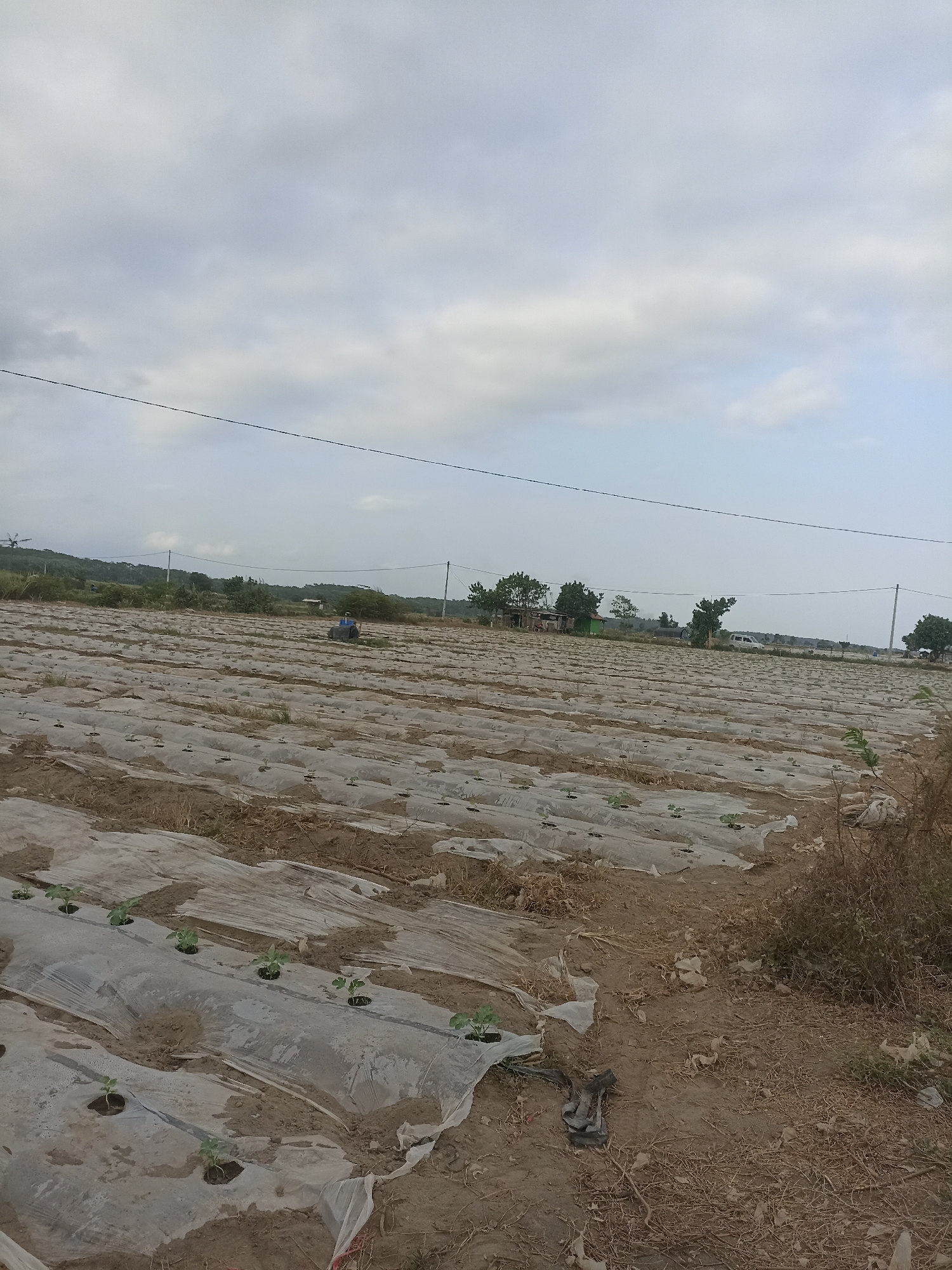 The image depicts a large agricultural field in Pandanarum, Indonesia, covered with clear plastic mulch. Rows of young plants, likely seedlings, are visible emerging from holes in the plastic. In the background, a tractor is present in the field, and further in the distance, several trees and structures can be seen, along with power lines crossing the scene. The sky is overcast with clouds. The ground is dry and dusty, with some scattered vegetation and debris visible.