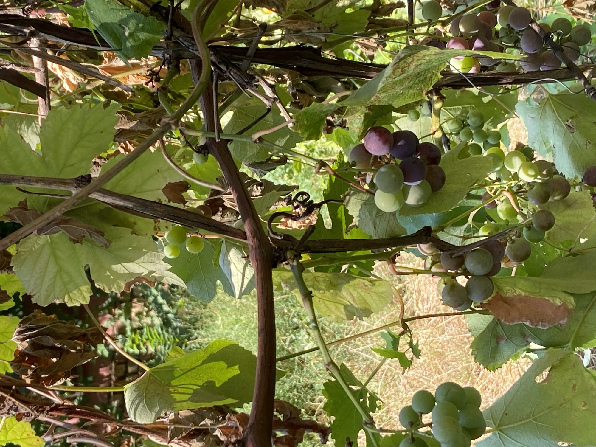 This is a close-up, eye-level, outdoor shot of a grape vine with clusters of green and purplish-red grapes. The grapes are still developing and some are quite small. The leaves of the vine are large and green, with some showing signs of drying or damage. The vine's branches are woody and brown, with some thinner, green tendrils. In the background, out of focus, is dry grass and foliage, suggesting a late summer or early autumn setting. The lighting suggests a sunny day. The image does not provide any information to determine a specific location in Uman, Ukraine.