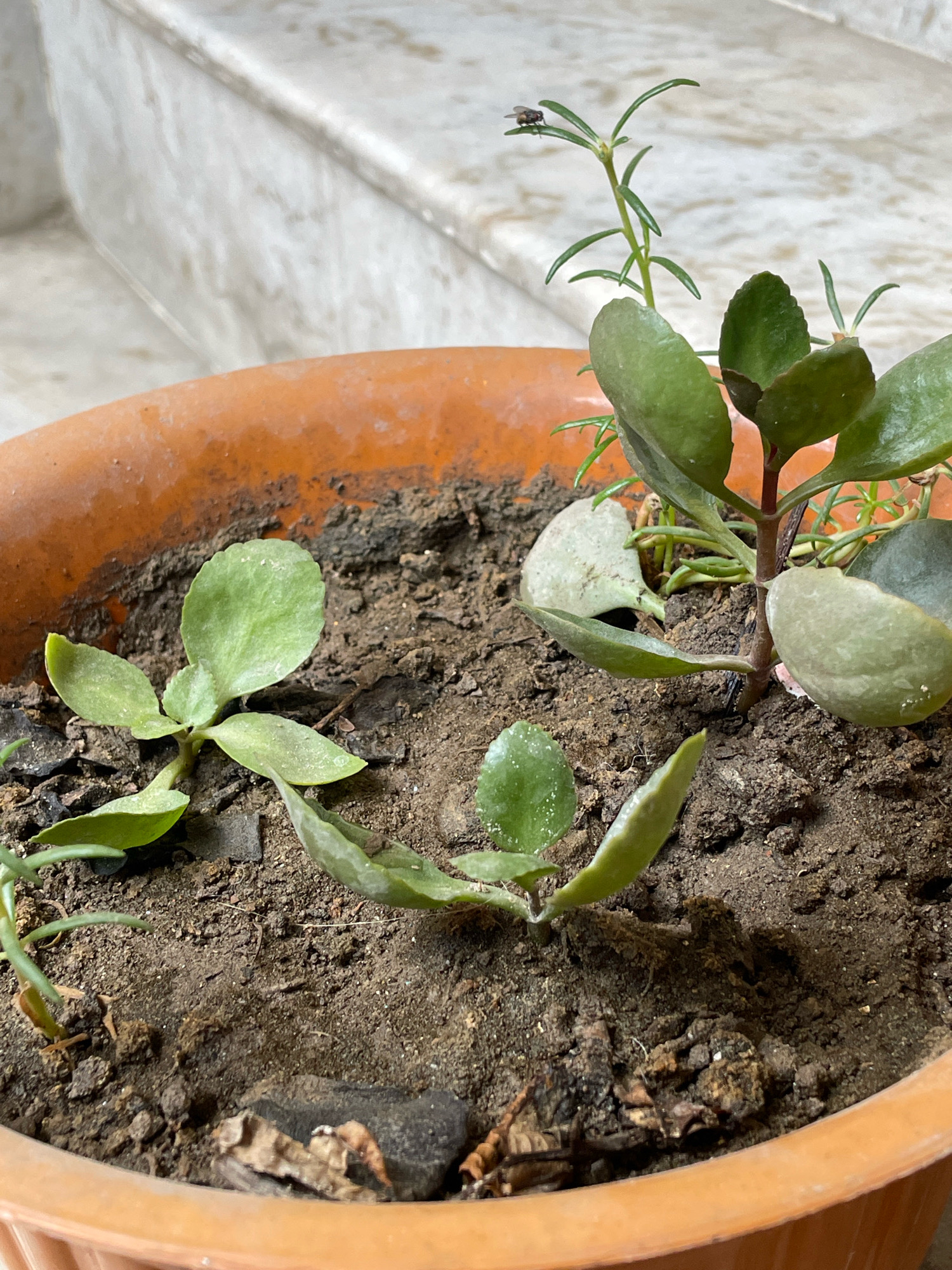 In Kohara, India, a close-up shot captures a terracotta pot containing several small, green plants. The pot is filled with dark, moist soil, evident from its clumpy texture and scattered organic debris such as dried leaves and small bark pieces.
The plants appear to be in various stages of growth. In the foreground, a young plant with broad, light green leaves is centered. To its right, a more developed plant with thicker, fleshy leaves and reddish stems stands taller. A delicate, spindly plant with needle-like leaves grows behind and between the larger plants, reaching upwards.
Notably, a small, dark fly is perched on the tip of one of the needle-like leaves, adding a subtle element of life to the scene. The background shows a marbled, light-colored surface, possibly stairs or a wall, suggesting an outdoor or semi-outdoor setting. The lighting indicates it is daytime, with soft shadows cast by the plants.