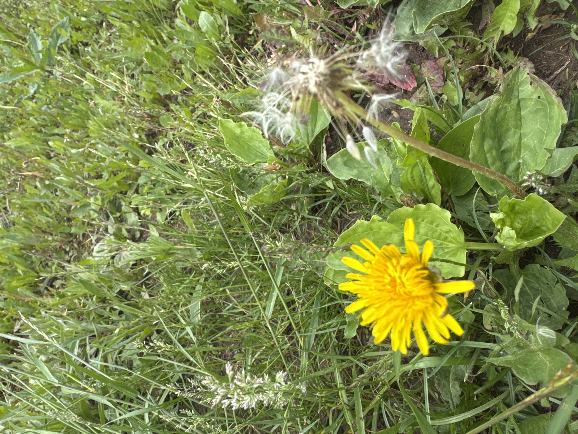 An outdoor, close-up shot captures a vibrant natural scene dominated by green vegetation. In the foreground, a bright yellow dandelion is in full bloom, its numerous petals creating a circular, sun-like shape. A small, dark insect, possibly a bee or fly, is visible on the dandelion's petals. To the upper left and slightly behind the blooming dandelion, there is a dandelion seed head, mostly dispersed, with several white, fluffy seeds still clinging to its stem, indicating a later stage of its life cycle.
The ground is covered with a dense mix of various green grasses and broadleaf plants, possibly including plantain, with patches of visible dark soil underneath. The overall impression is one of a wild, unmanicured area, perhaps a field, garden, or roadside. The lighting suggests it is daytime, likely sunny or brightly overcast, illuminating the scene naturally. There is no visible text in the image. The location context provided is Пычас, Russia.