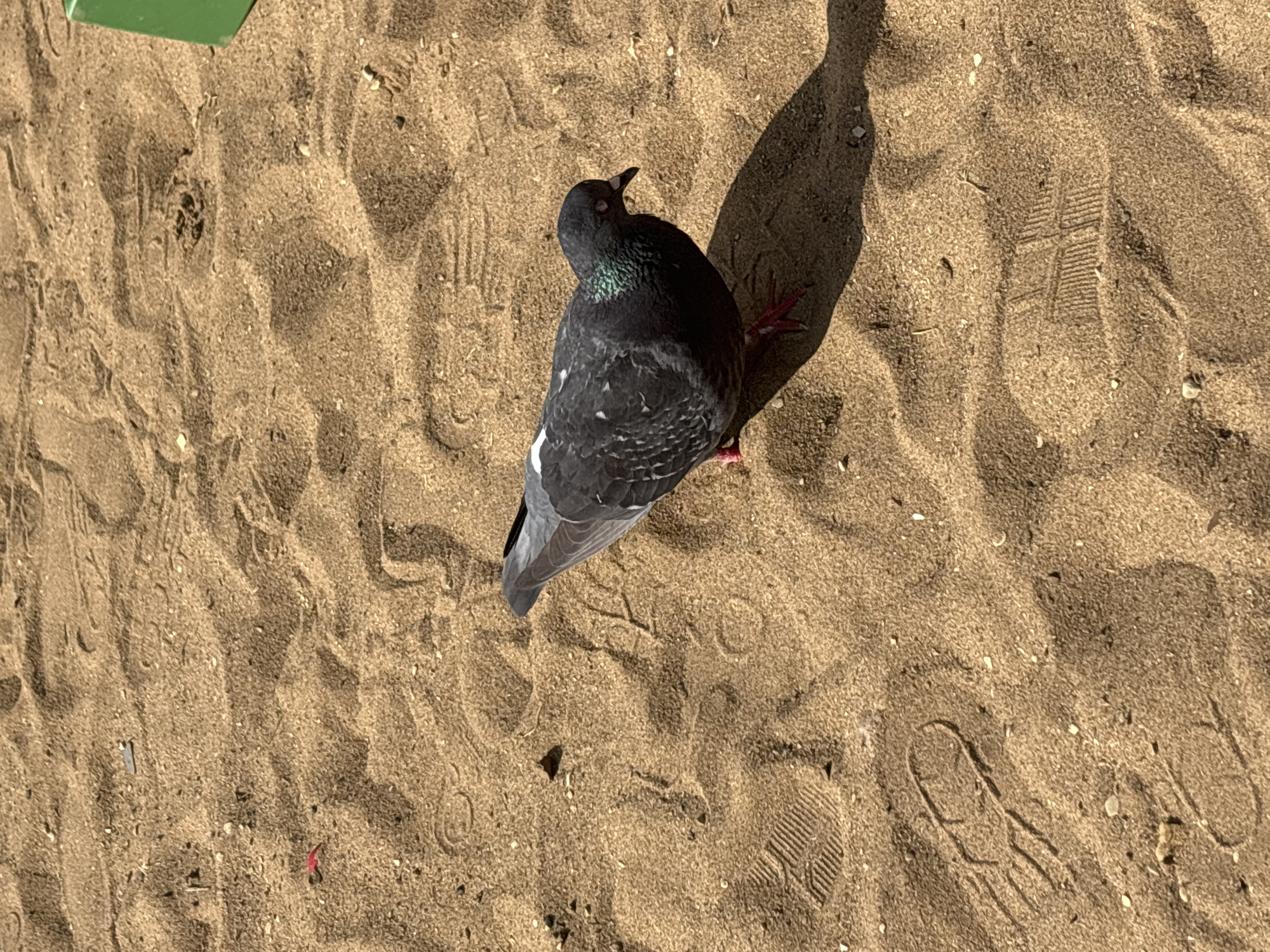 A pigeon stands on sandy ground, casting a shadow to its right. The pigeon is dark gray with iridescent green and purple feathers on its neck. It has red legs and feet and is facing towards the right. The ground is covered in sand with numerous footprints and some small pebbles. A corner of a green object is visible in the upper right of the frame. The scene is set outdoors, possibly in a park or beach area. The image does not provide any specific information about the city of Saratov, Russia.