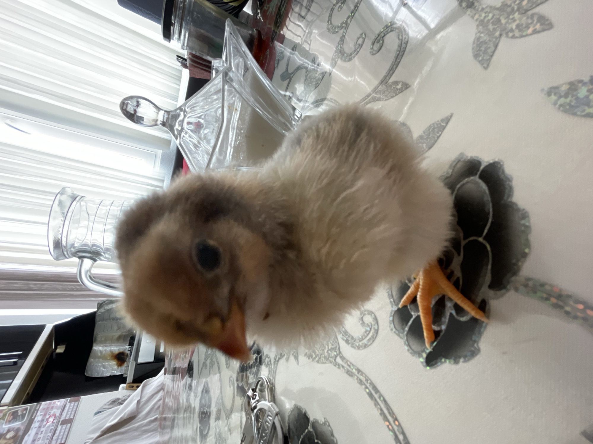 A fluffy, young chick stands prominently on a patterned tablecloth in a brightly lit indoor setting. The chick is the main subject, positioned slightly off-center, facing downwards and to the left with its dark, round eye looking towards the viewer. Its down feathers are a mix of light brown, creamy white, and grayish hues, giving it a soft, mottled appearance. Its small beak is a soft pinkish-orange, and one orange leg with distinct toes is visible, planted on the tablecloth.
The chick is situated on a light-colored tablecloth or placemat adorned with shimmering, metallic silver patterns, resembling intricate swirls, floral motifs, and abstract shapes that catch the light. In the background, to the left and behind the chick, various clear glass items are visible: a decorative decanter or carafe with a stopper, and a ridged glass mug or pitcher.
The background is dominated by bright, diffused light streaming through what appears to be vertical window blinds, creating a striped pattern of light and shadow. Other indistinct household items, including what might be a calendar or paper document, are partially visible further in the background. The bright lighting suggests it is daytime. The overall scene has a domestic feel, possibly a kitchen or dining area in Zlatograd, Bulgaria, capturing a moment with a curious young bird exploring its surroundings. No legible text is visible in the image.