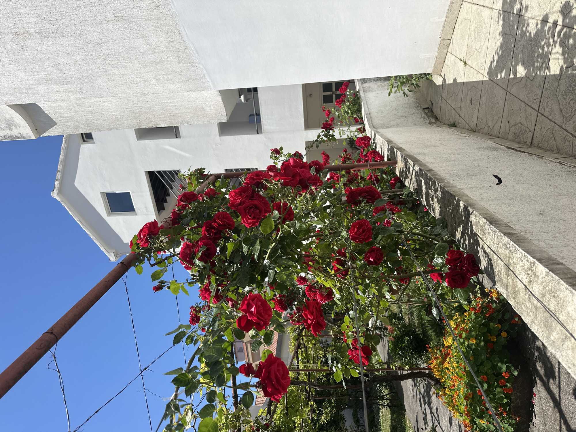 The image captures a vibrant display of red roses in Budva, Montenegro. The roses are blooming profusely along a concrete retaining wall, with some of the branches supported by a metal structure. Adjacent to the roses, there's a line of smaller yellow and orange flowers, adding color to the scene. The background features white buildings typical of the coastal architecture in the region, with visible windows and balconies. The clear blue sky suggests a sunny day. A shadow from a tree or structure is cast on the concrete walkway behind the roses.