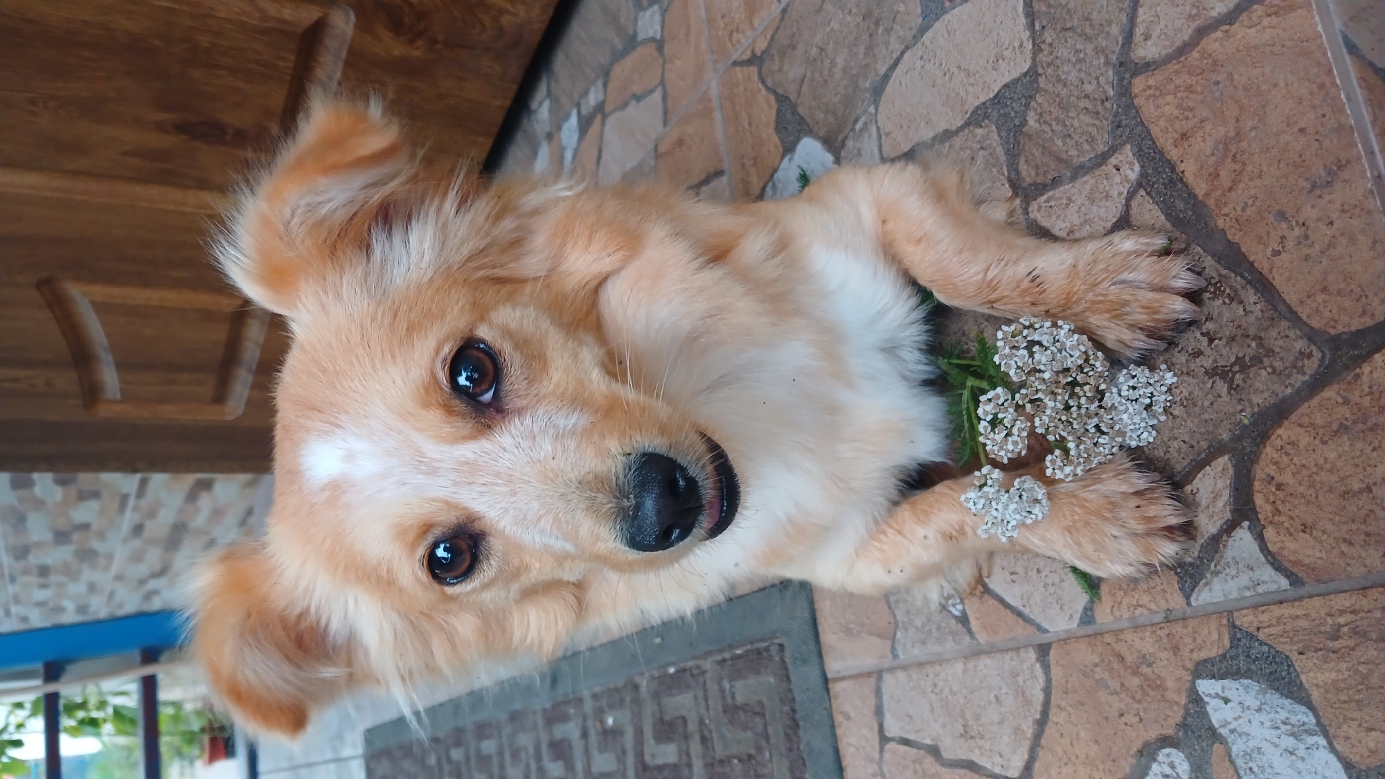 A medium shot shows a light brown dog lying on a tiled surface. The dog is facing the camera, with its front paws crossed and a small bouquet of white flowers placed between them. Its eyes are dark and attentive, and its tongue is slightly visible. The background features a wooden door and a wall with patterned tiles, suggesting an outdoor or semi-outdoor setting. A doormat is visible to the left of the dog. The scene is likely from Monastyryska, Ukraine, given the provided context, and appears to be a candid portrait of the dog in a residential area.