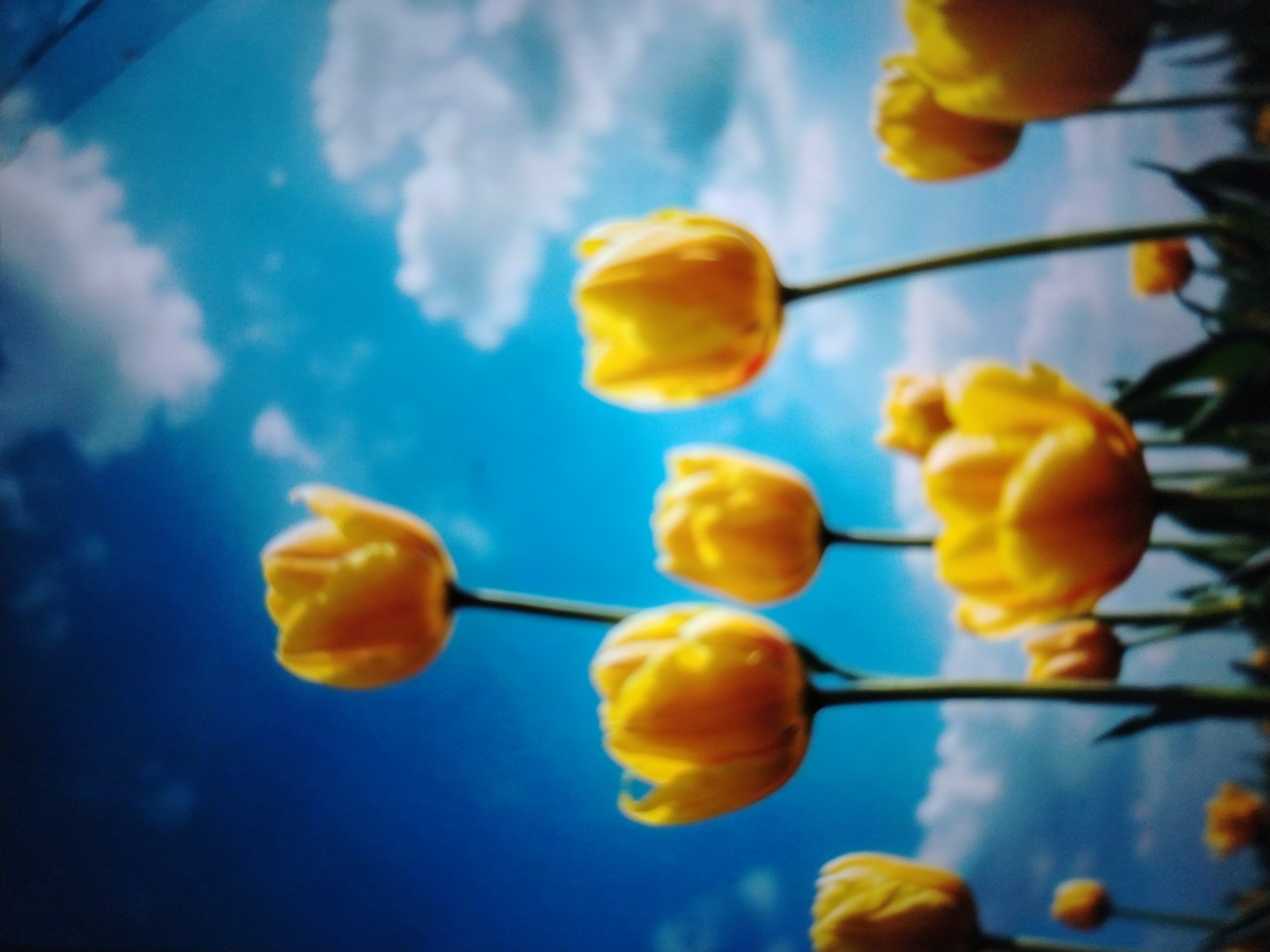 The image displays a close-up, low-angle shot of yellow tulips against a bright blue sky with scattered white clouds. The tulips are the primary subjects, appearing in various stages of bloom and positioned at different distances from the camera. Their stems are visible, extending horizontally across the frame. The overall impression is one of natural beauty and an upward perspective, as if looking up at the flowers from below. The image lacks any human presence or urban elements. The specific location in the city of Qorowul, Uzbekistan, cannot be determined from the visual information provided in the image.