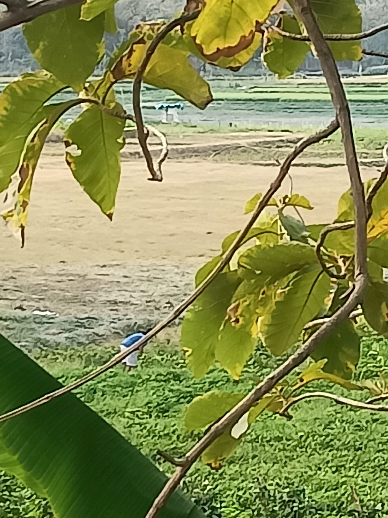 A person in a blue shirt and white shorts is bent over in a green field, possibly tending to crops. The field is bordered by a body of water or irrigation channels, with a tan-colored area beyond that. The foreground is dominated by the leaves and branches of a tree, with some leaves showing yellowing and browning. The background appears to be a rural landscape with trees and possibly buildings in the distance. The scene is outdoors and appears to be during daylight. The location is specified as Sambiduwur, Indonesia.