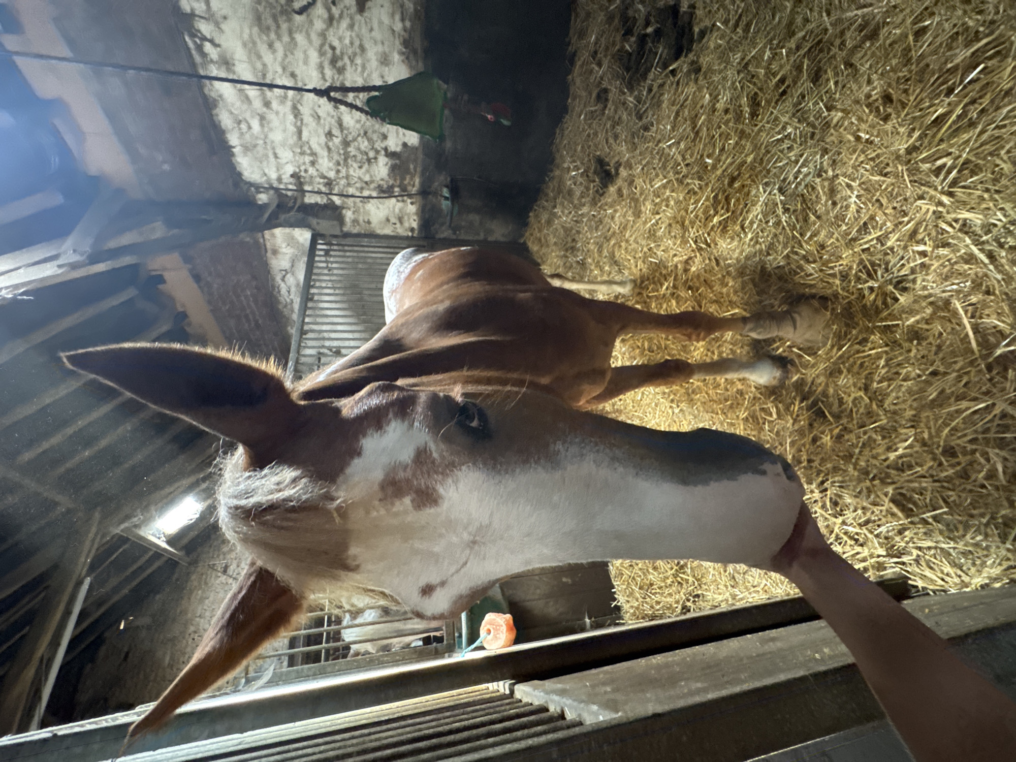 An adult horse stands in a stable filled with straw bedding. A human hand extends from the left, reaching towards the horse's muzzle. The horse is a chestnut color with white markings on its face and forelegs. The stable has a wooden fence on the left, with metal bars visible behind the horse. The walls appear to be made of rough stone or concrete, and the roof is wooden with exposed beams. Sunlight streams in from an opening in the roof, illuminating the scene. A green hanging toy is visible on the right wall. The location is a stable in Estaimpuis, Belgium.