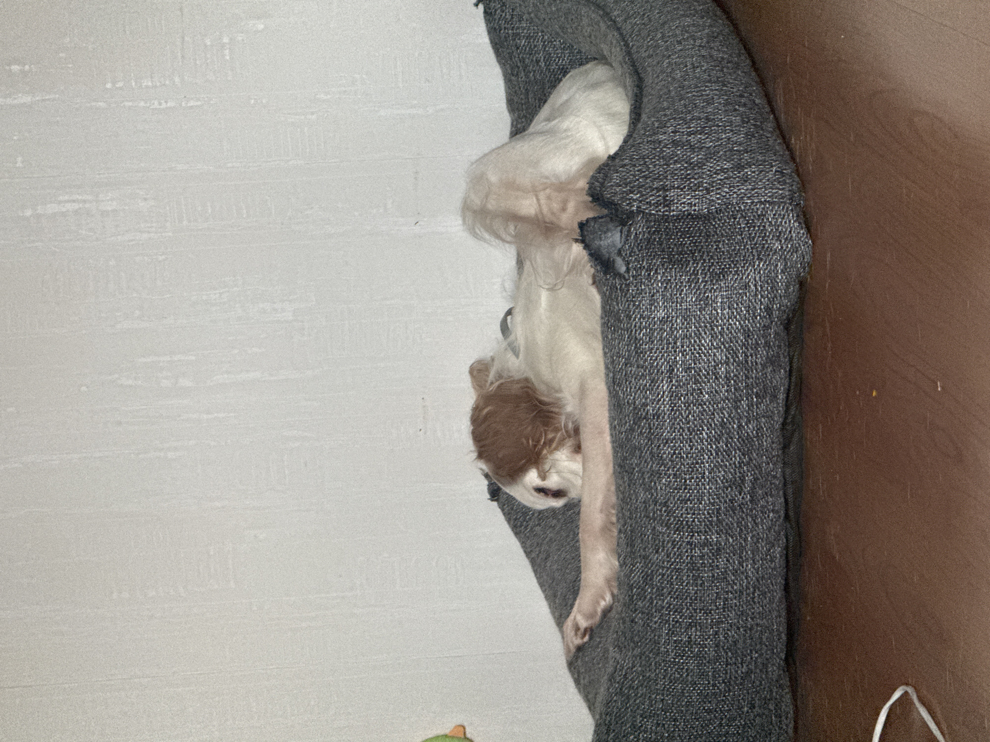A dog is sleeping comfortably in a gray dog bed. The dog has brown and white fur and is lying on its side with its legs stretched out. The dog bed is placed on a wooden floor. The background is a white wall with some texture. There is a green toy on the wall in the background, to the left of the dog.