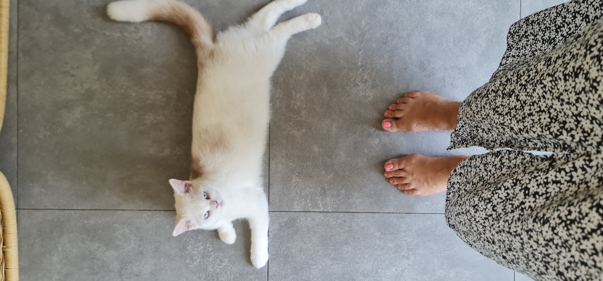 A high-angle shot depicts a light-colored cat lying on a gray tiled floor, with a person's bare feet and part of a black and white floral print dress visible on the right. The cat is positioned on the left side of the frame, facing the camera. The person's feet, painted with pink nail polish, are positioned between the cat and the dress. The location is indoors, likely a domestic setting. There is no evidence of a specific location in the city of Đà Nẵng, Vietnam.