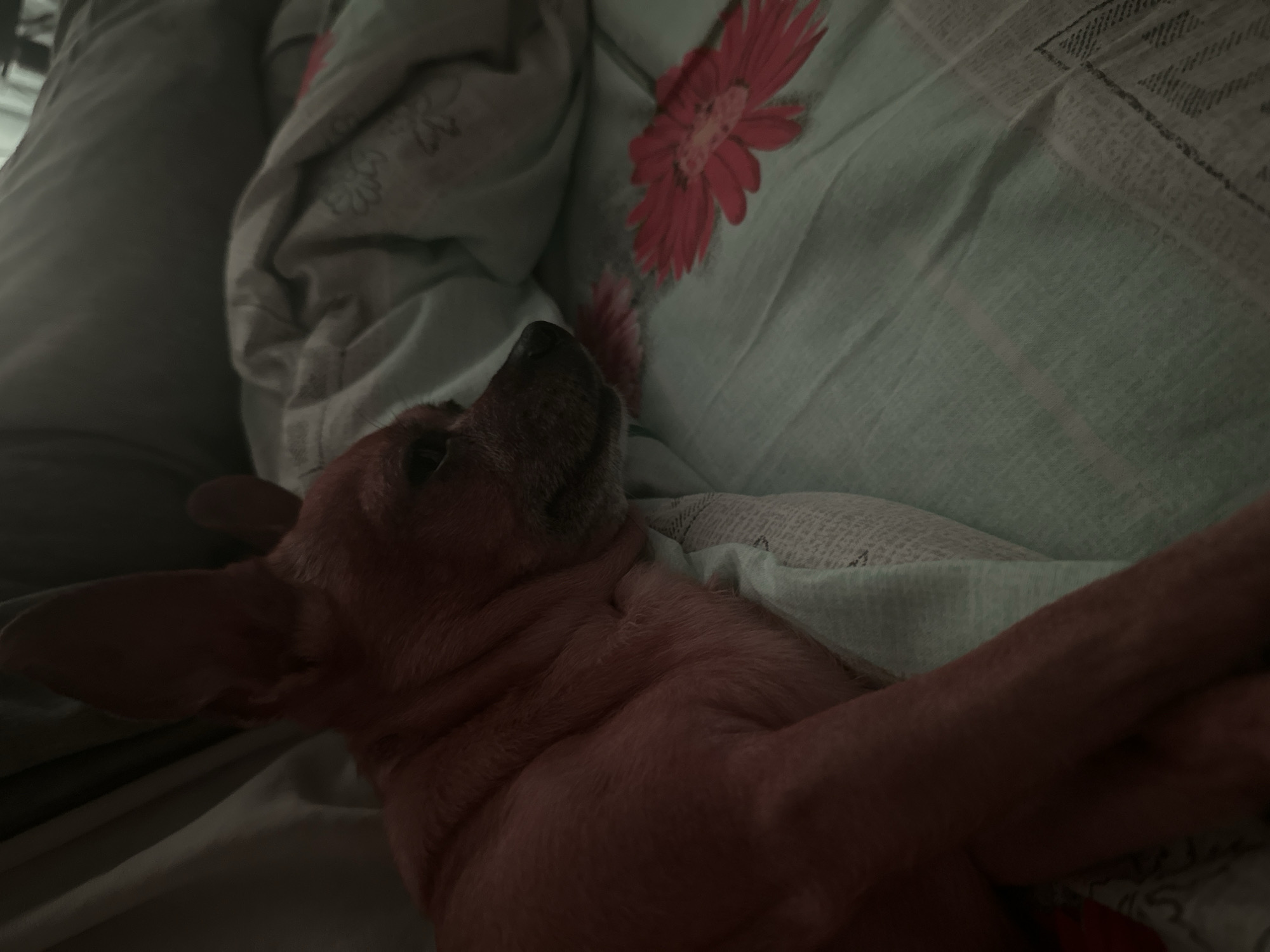A brown dog is lying on a bed. The bed has sheets with a floral pattern. The location is unknown.