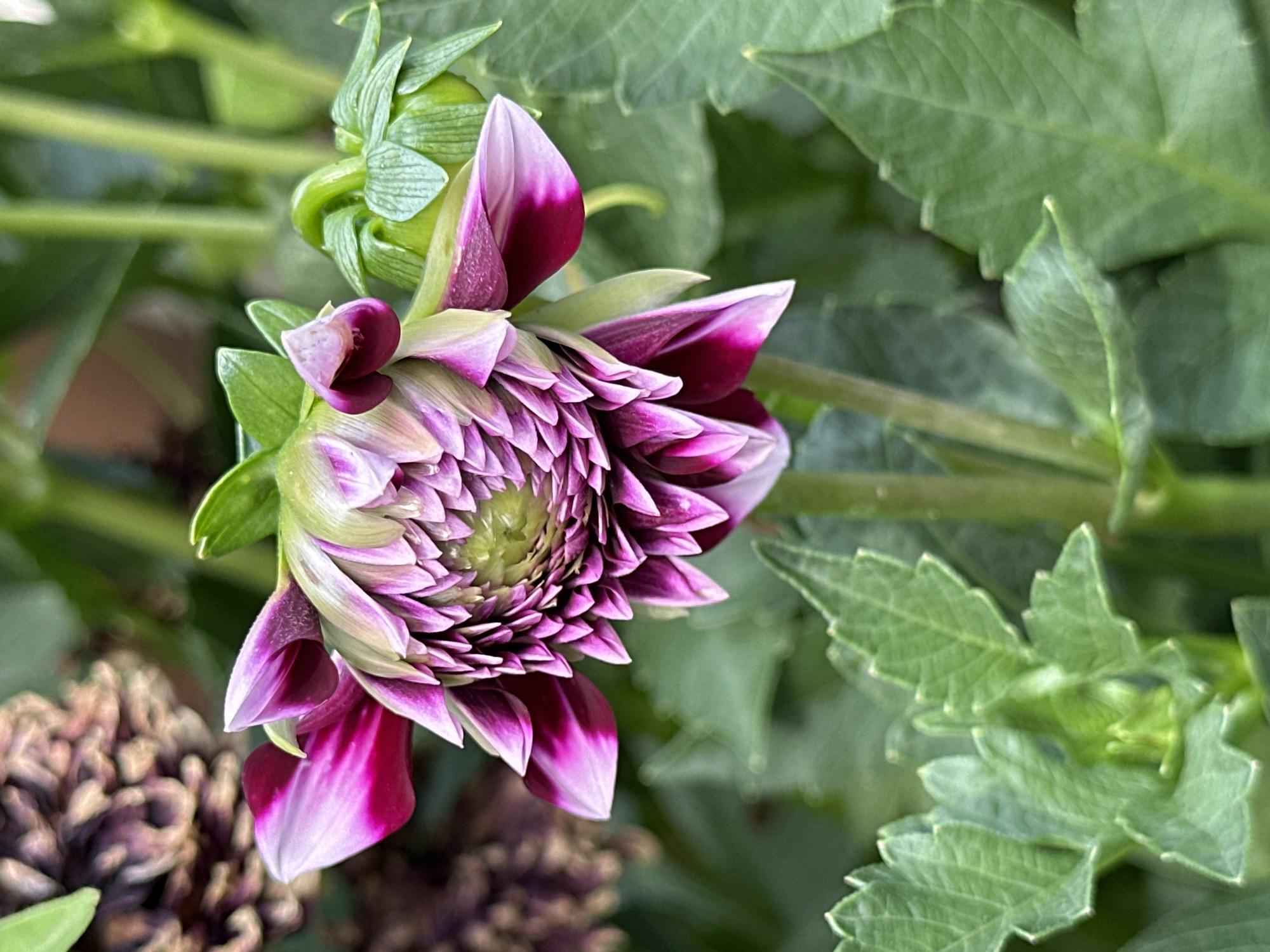 A close-up, vertical shot captures a partially opened dahlia flower. The petals are a gradient of deep pink at their tips, fading to a pale lavender and then white towards the center. The intricate layering of the petals is emphasized by the focus. In the background, out of focus, are more dahlia buds and foliage, with a hint of brown, textured material, possibly dried seed heads, on the left. The overall color palette is dominated by purples, pinks, greens, and earthy tones. This image does not contain any information that would allow for its location to be specified within Essentuki, Russia, or any other location.