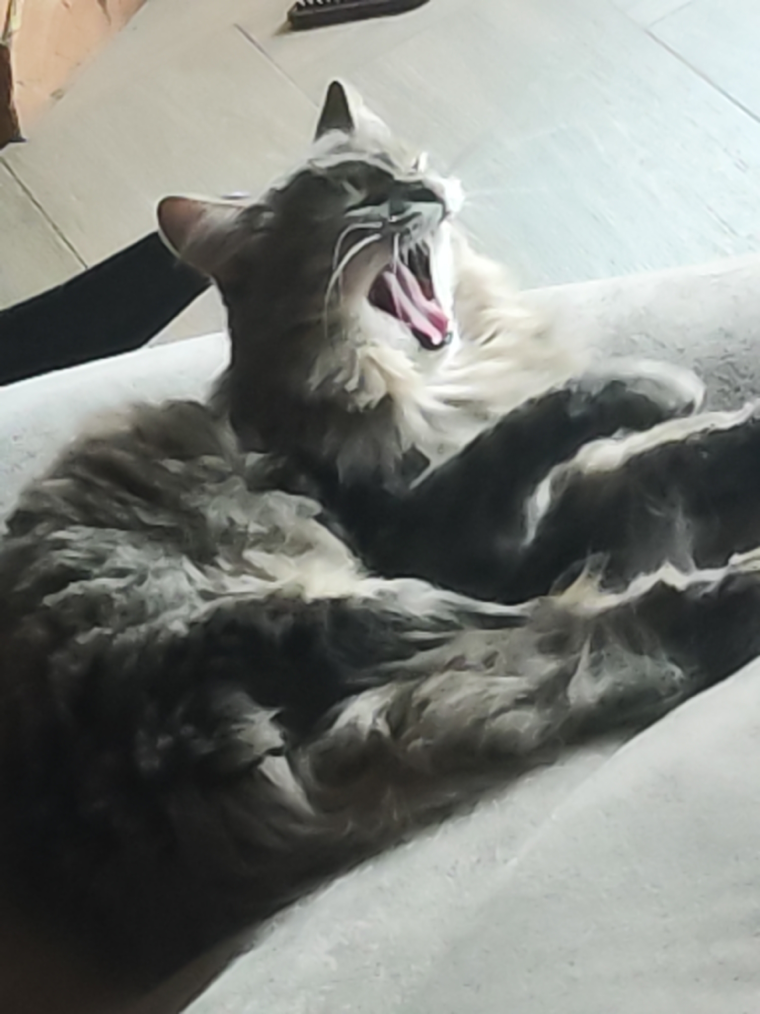 A medium shot captures a fluffy, grey and beige cat lying on a light grey or white cushion or sofa. The cat is mid-yawn, its mouth wide open, revealing a pink tongue. The cat's paws are curled up towards its chest. The background includes a dark, possibly black, object to the left, and in the top right corner, a wooden or tiled floor. The location, Chaikovsky, Russia, is not visually discernible from the image content.