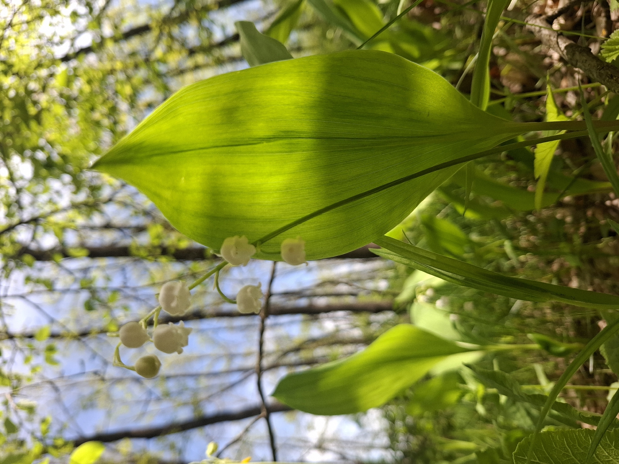 The image shows a close-up of Lily of the Valley flowers and leaves, taken from a low angle. The flowers are small, white, bell-shaped blooms hanging from delicate stems. The leaves are broad, green, and lance-shaped, with prominent veins. The background is blurred, showing tree branches and glimpses of the sky. The location, Khlevnoye, Russia, is not directly discernible from the image itself. The details suggest a natural, outdoor environment like a woodland or garden. There are no people visible in the image. The image focuses on the plant itself, highlighting its texture and structure.