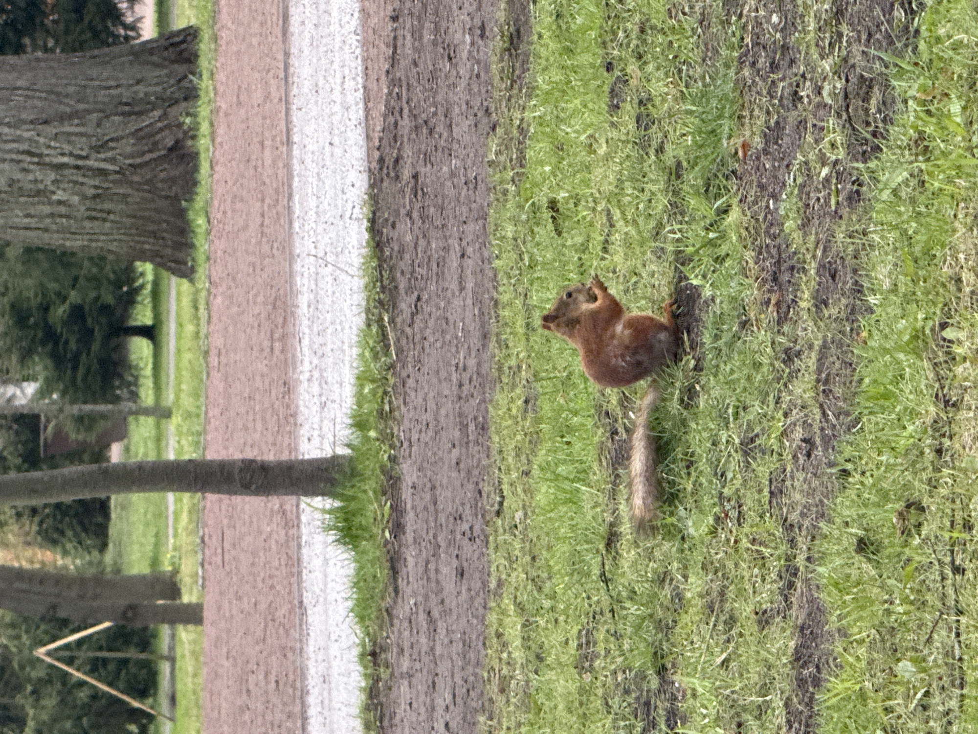 A medium-high angle shot depicts a squirrel standing on a grassy area adjacent to a path. The squirrel, brown and tan, is facing away from the viewer and toward the left. The path is divided into three sections: a light brown section closest to the trees, a white section, and a dark brown, possibly muddy, section closest to the grass where the squirrel stands. A tree is visible on the left edge of the image, partially obscured. The location is Saint Petersburg, Russia.