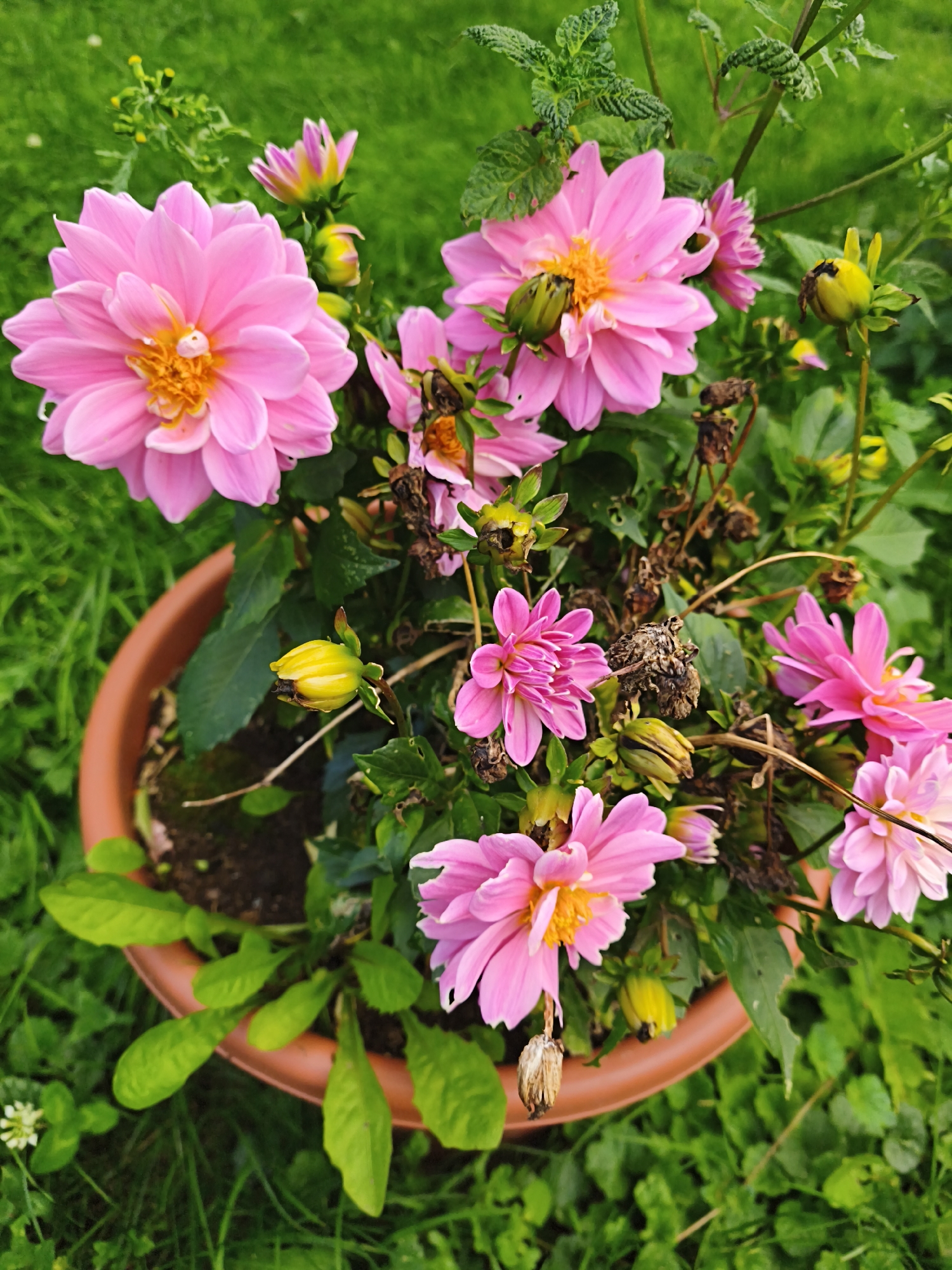 A close-up, eye-level, outdoor shot shows a terracotta pot filled with pink dahlias and green foliage, set against a backdrop of lush green grass. The pot is positioned on the ground, surrounded by grass and some small white clover flowers. The flowers are vibrant pink with yellow centers, and some buds are visible. A few dried brown flower heads and stems are interspersed among the blooming flowers. The lighting suggests it is daytime, possibly overcast, with soft shadows. The overall impression is of a garden setting, likely a residential or public green space within the city of Tallinn, Estonia. There are no people or animals present in the image.