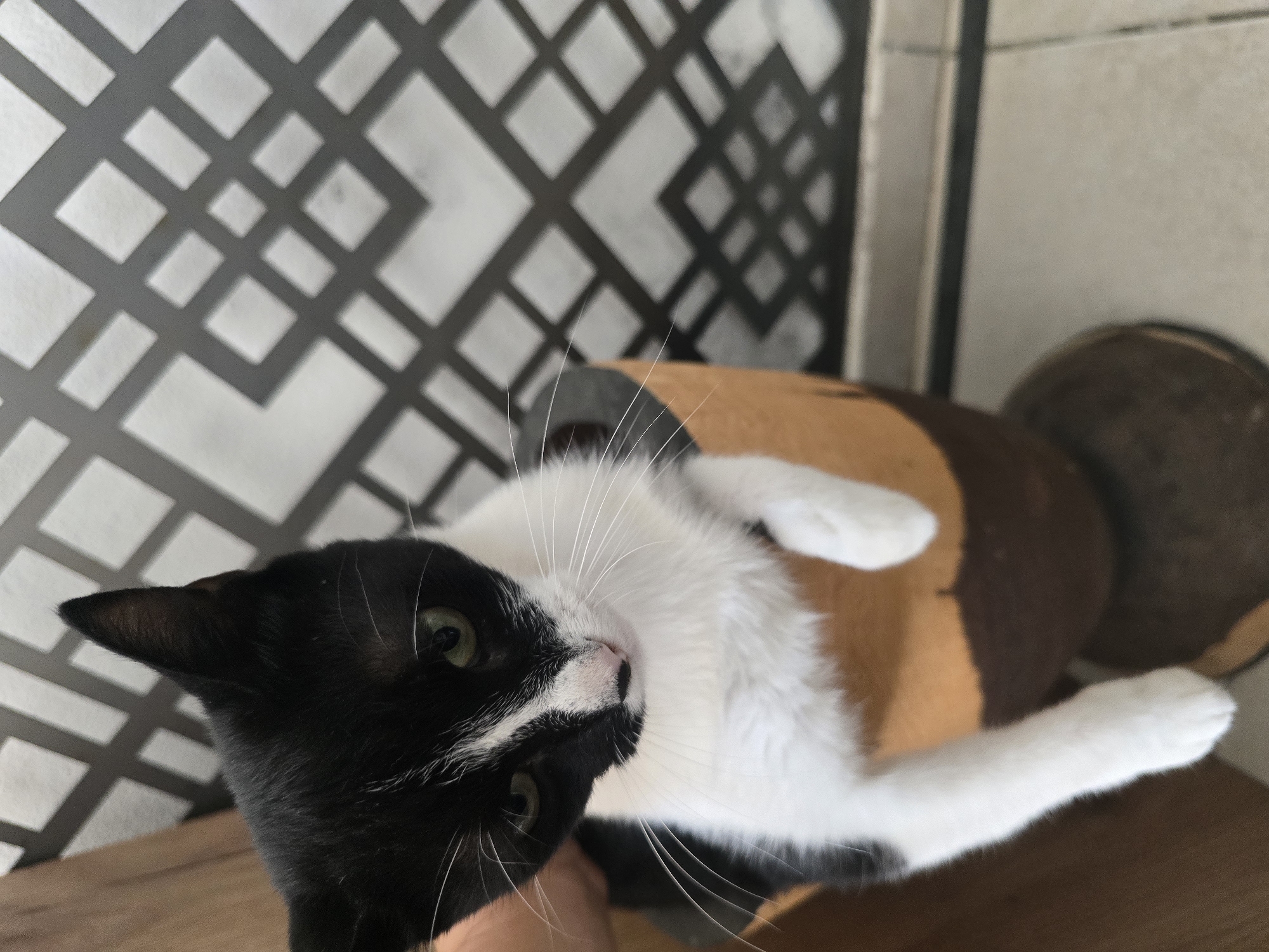 A black and white cat is pictured in a close-up shot, appearing to be inside or resting on the rim of a large, brown and orange pot. The cat's head is tilted downwards, with its green eyes looking slightly to the side. Its front paws are extended over the edge of the pot, and one hind leg is also visible. The background features a geometric patterned wall in shades of grey and white, and a wooden surface to the left of the cat. The floor appears to be tiled. There are no people visible in the image. The scene is indoors, likely in an apartment or house, given the decor. The specific location in Podgorica, Montenegro cannot be determined from the visual information provided.