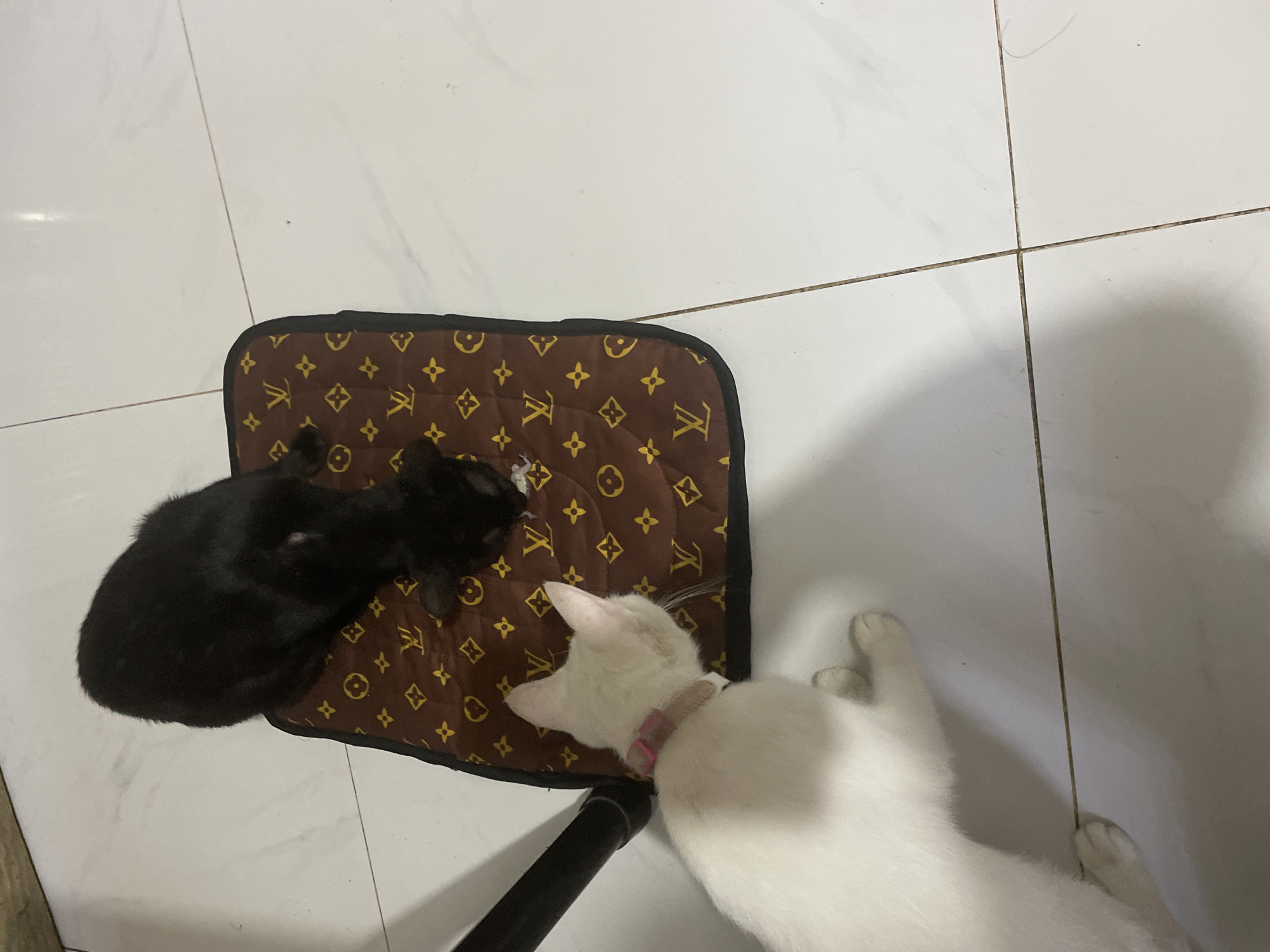 Two cats are positioned on a white tiled floor, with one resting on a brown patterned mat and the other beside it. The black cat is curled up on the brown mat, which features a repeating yellow/gold monogram pattern resembling the Louis Vuitton logo. This cat appears to be interacting with a small, light-colored object on the mat. Beside the mat, a white cat lies on the tiled floor, wearing a light pink collar. Its head is turned towards the black cat, suggesting an interaction or shared space. A black cylindrical object, possibly a furniture leg or stand, is visible between the two cats. The bright white tiled floor has visible grout lines, and some faint shadows are present, indicating indoor lighting. The scene appears calm, with both cats in a relaxed posture. The location is an indoor setting, possibly a home in Davao City, Philippines.